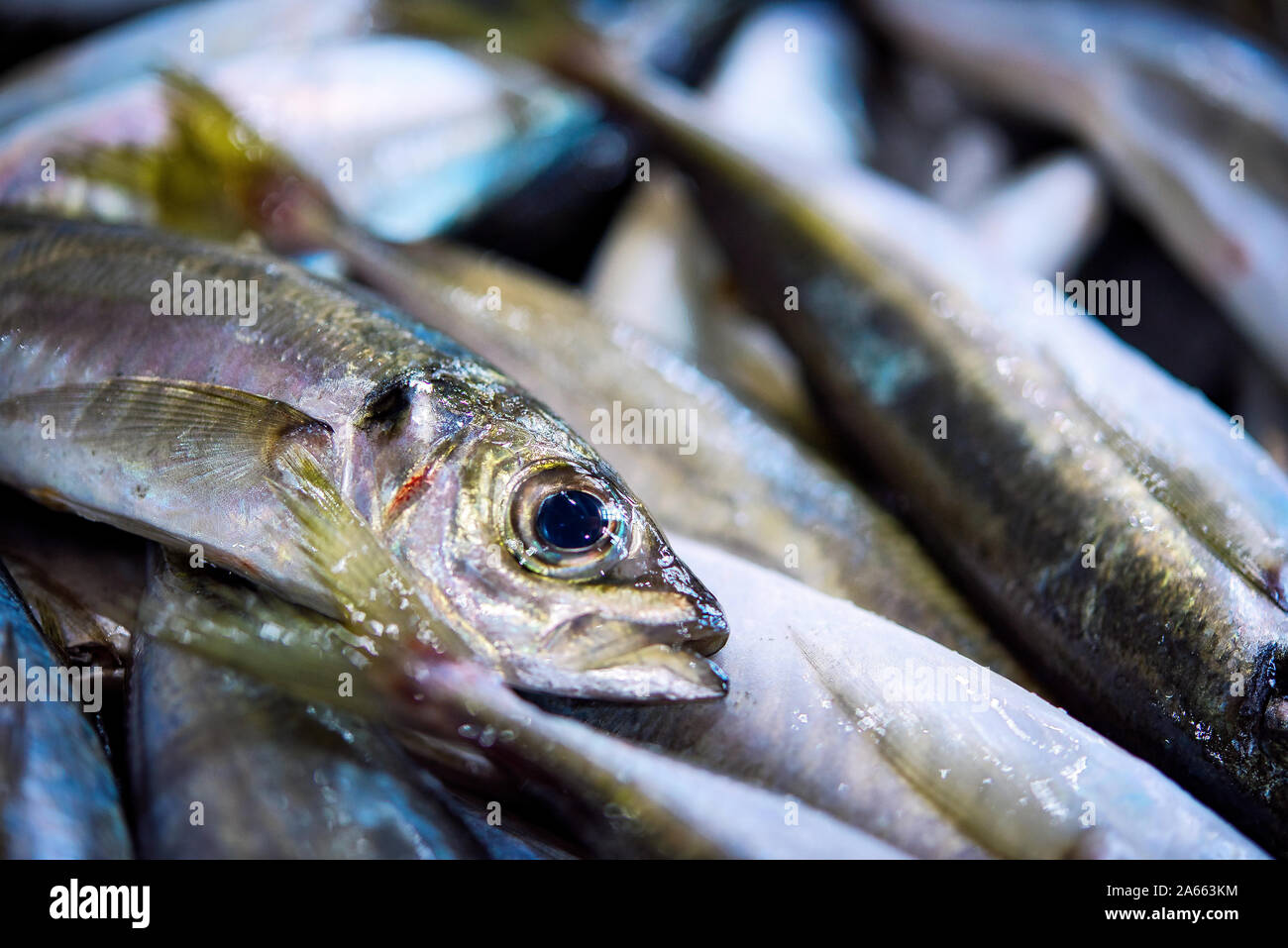Frischen big Portugiesisch Sardinen auf Eis Ausstellung auf dem Fischmarkt. Close Up. Stockfoto