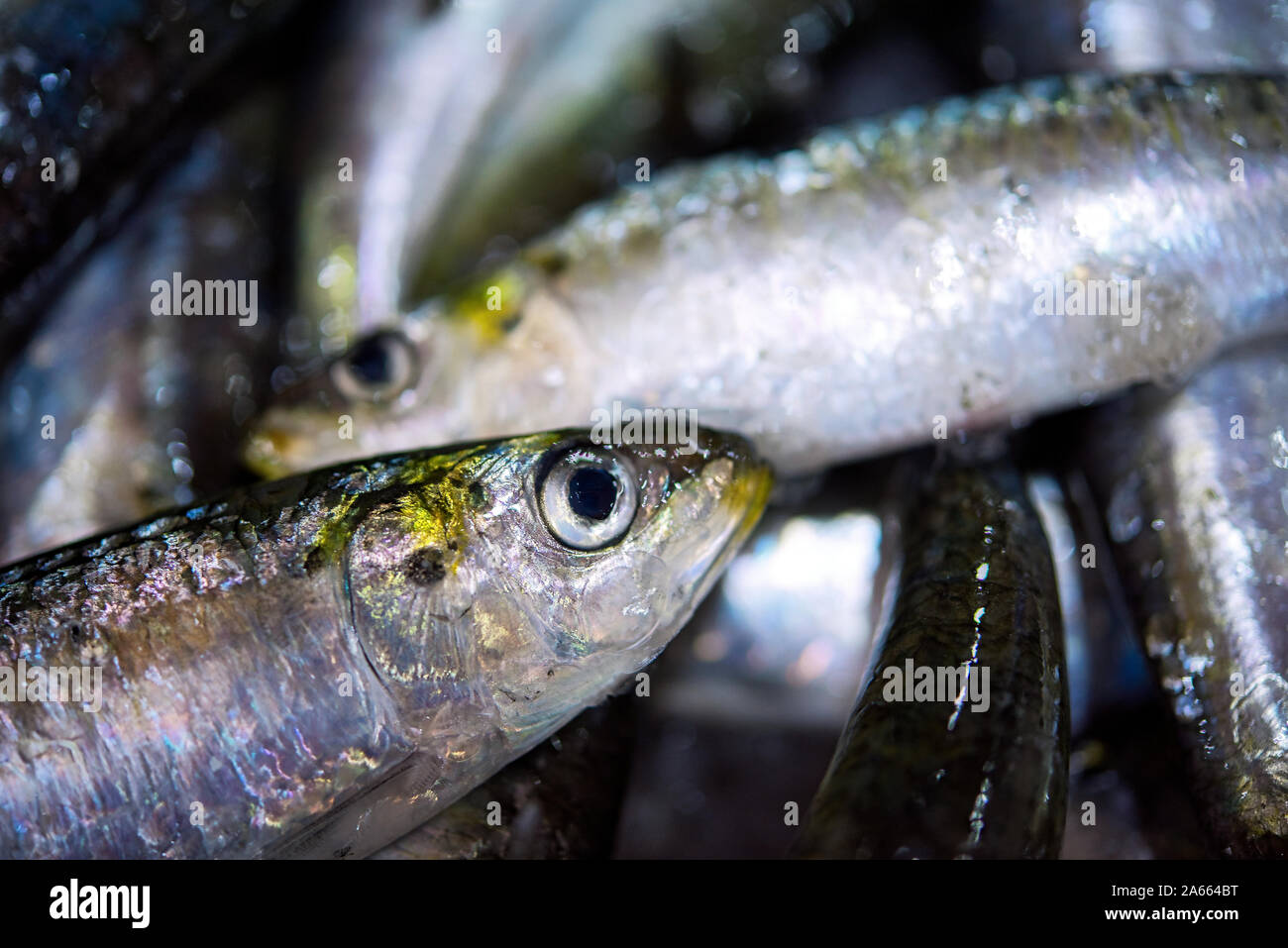 Frische bunte Portugiesisch Sardinen auf Eis Ausstellung auf dem Fischmarkt. Close Up. Stockfoto