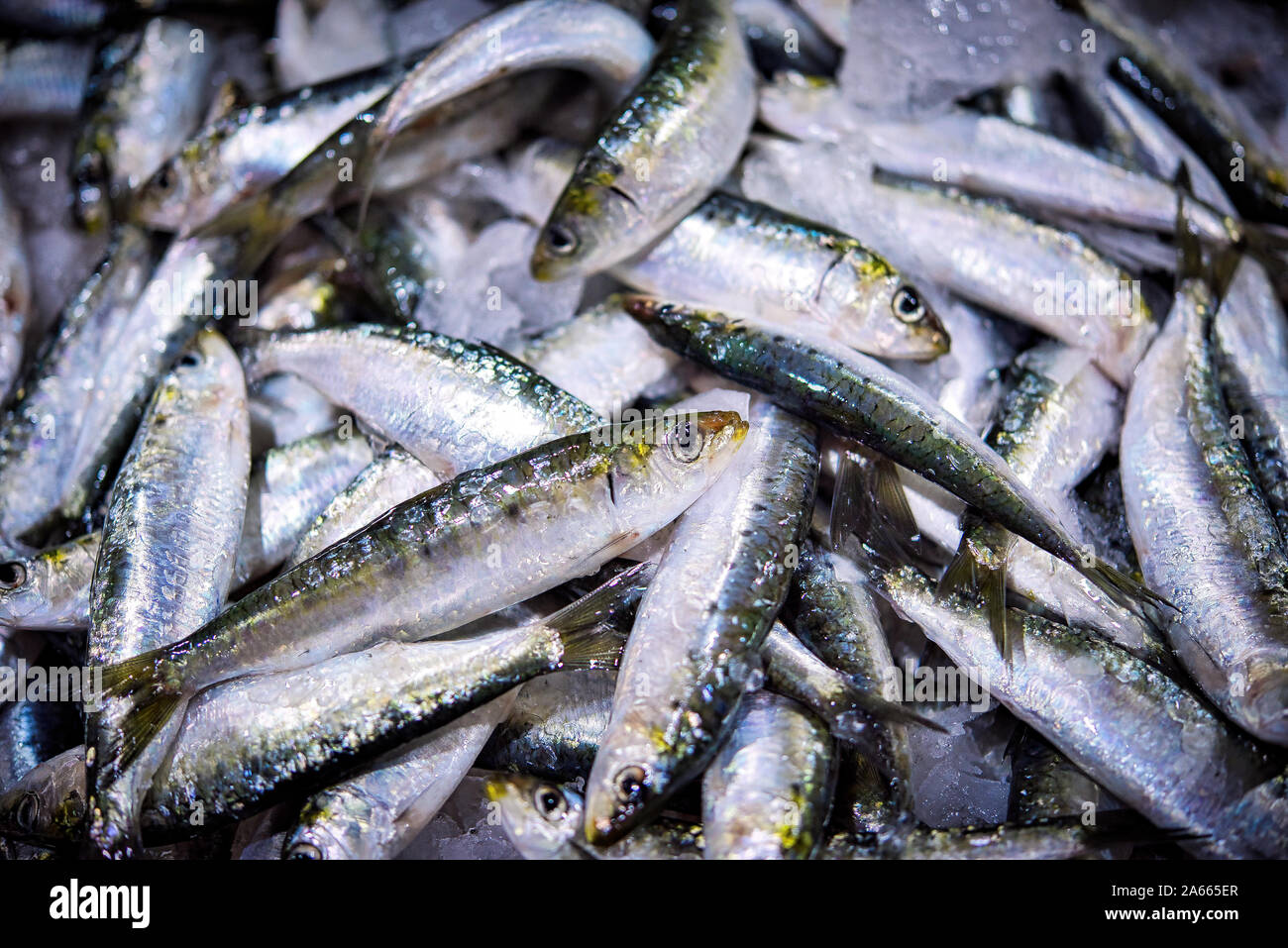 Frisches Bündel von kleinen portugiesischen Sardinen auf Eis Ausstellung auf dem Fischmarkt. Hintergrund. Stockfoto