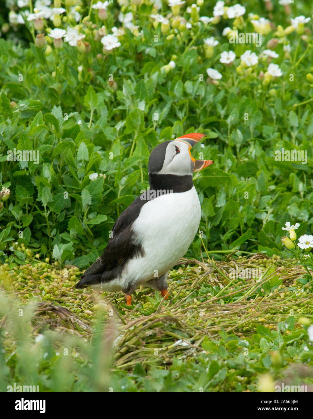 Papageitaucher (Fratercula arctica) aus Berufung. Farne Islands, Northumberland Stockfoto