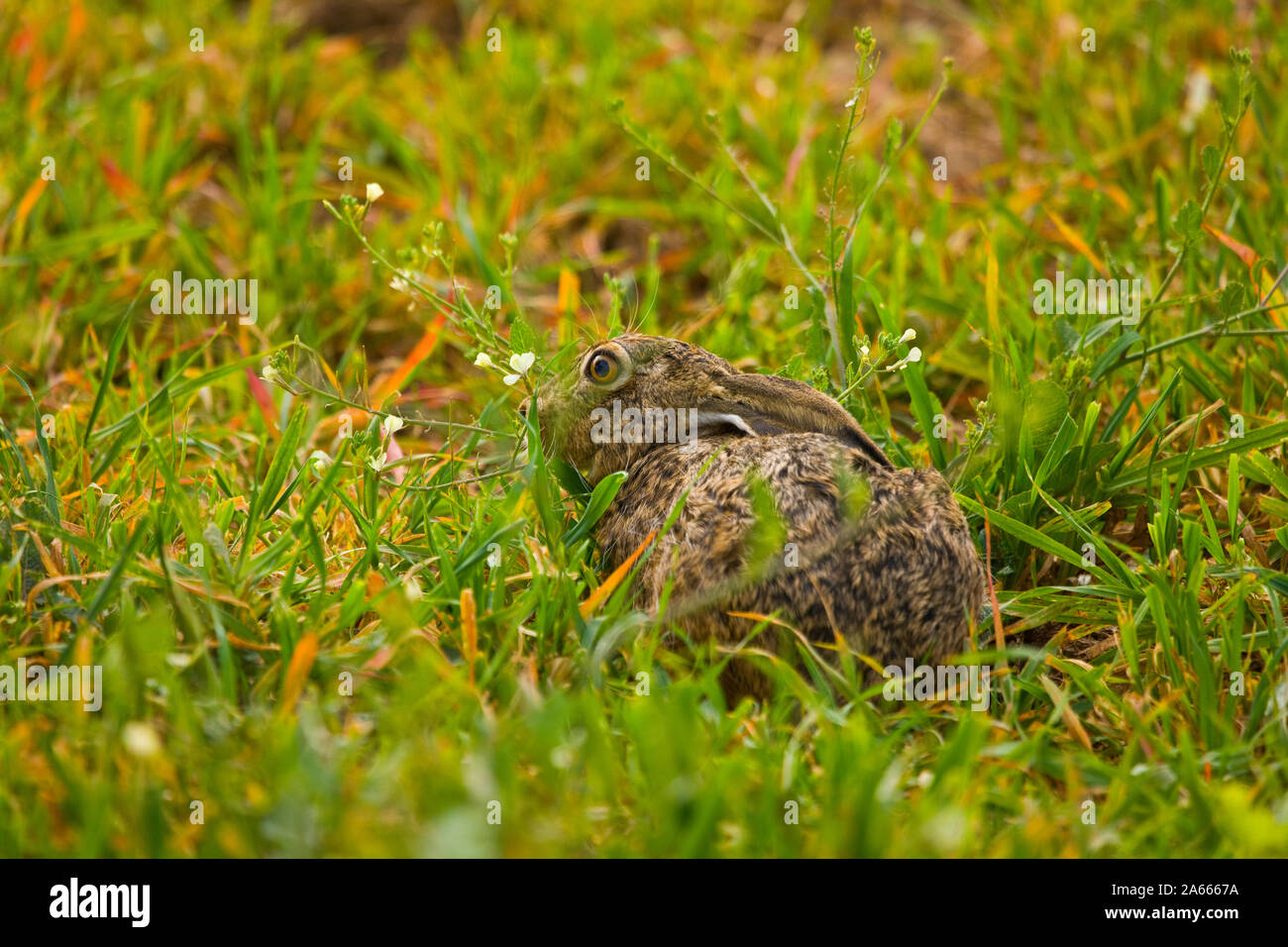 Ihr AUF DER DEHESA, LIEBRE, Sevilla, andalusica, Spanien, Europa Stockfoto