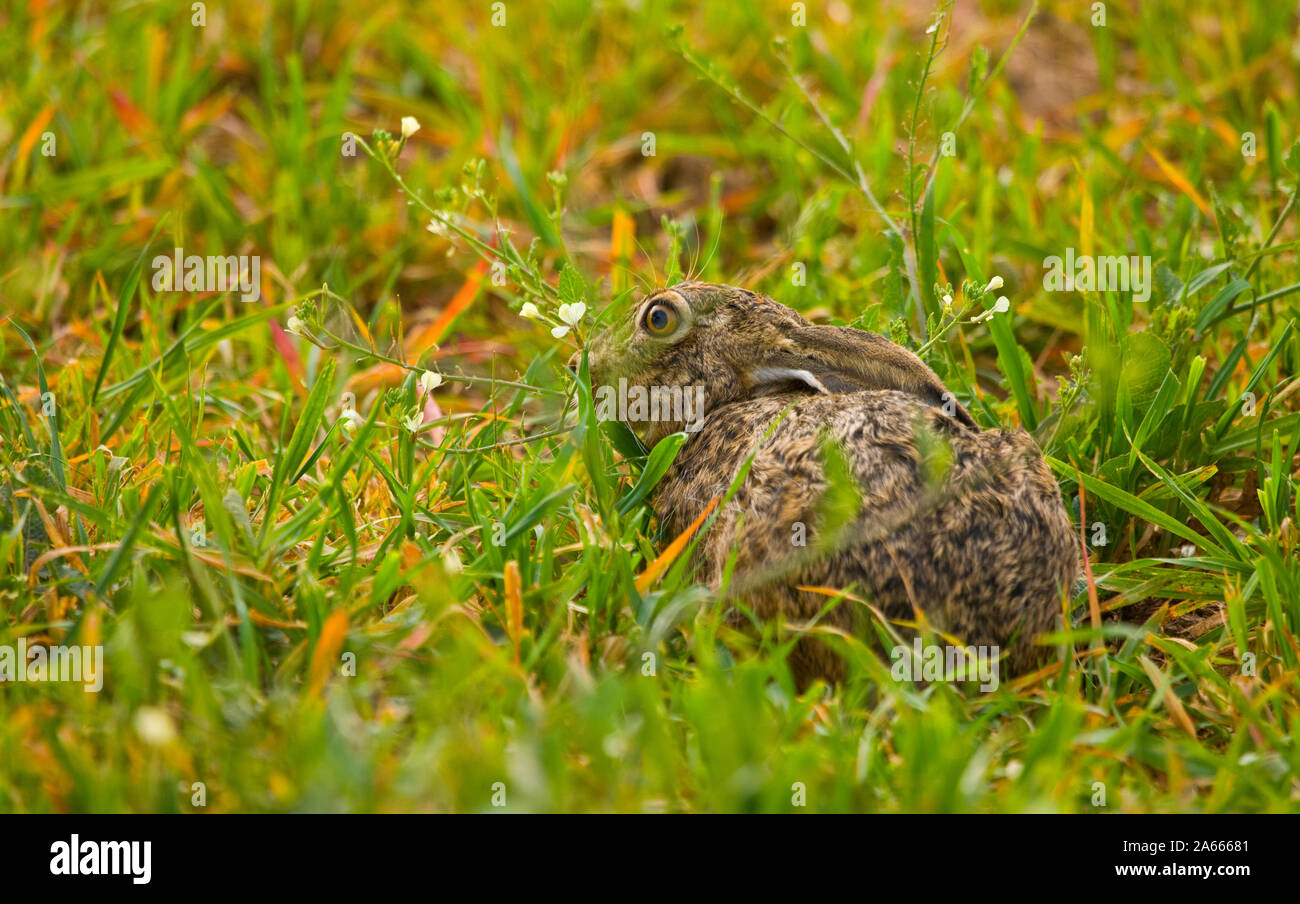 Ihr AUF DER DEHESA, LIEBRE, Sevilla, andalusica, Spanien, Europa Stockfoto
