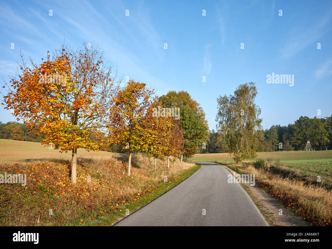 Scenic Country Road morgens warmes Sonnenlicht, herbstliche Landschaft. Stockfoto