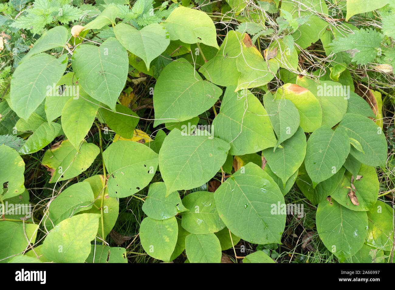 Japanischer Knöterich (Reynoutria japonica, Synonyme Fallopia japonica und Polygonum Cuspidatum), eine invasive Pflanze, Großbritannien Stockfoto