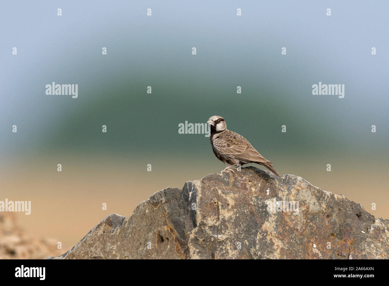 Ashy-gekrönte Spatz Lerche an Solapur, Maharashtra, Indien Stockfoto