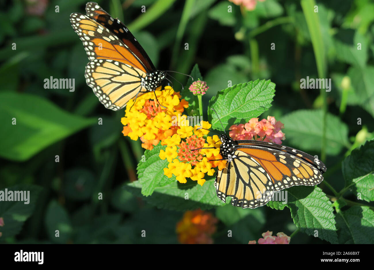 Monarch Schmetterlinge im Central Park, New York Stockfoto