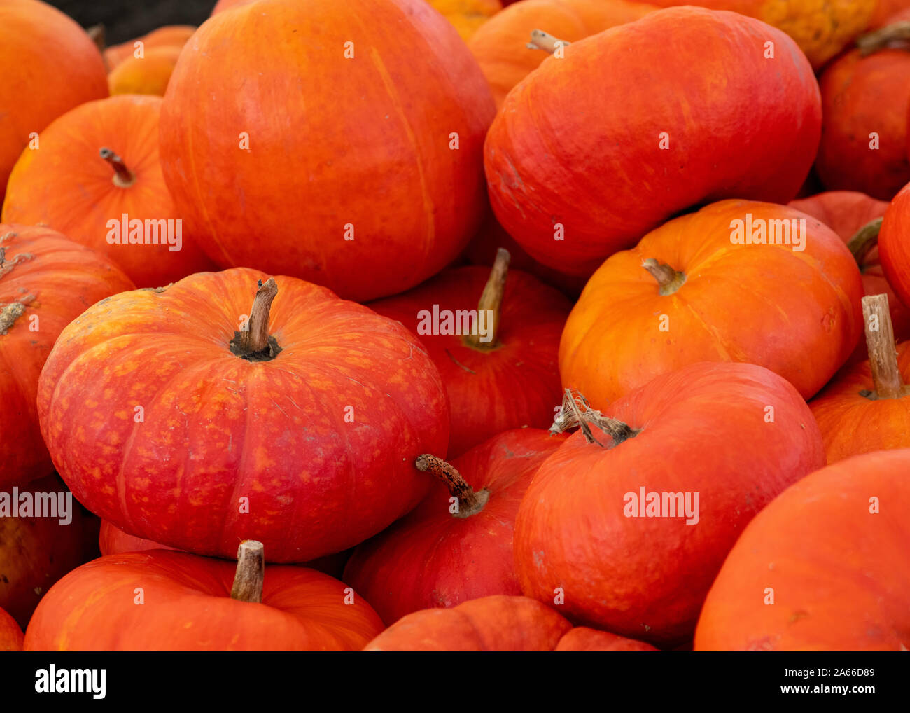 Rouge Vif d'Estampes bekannt als Aschenputtel pumplin Gruppe der Schuß in selektiven Fokus Hintergrund zu Anzeige Kopie Raum und Text-overlay Stockfoto