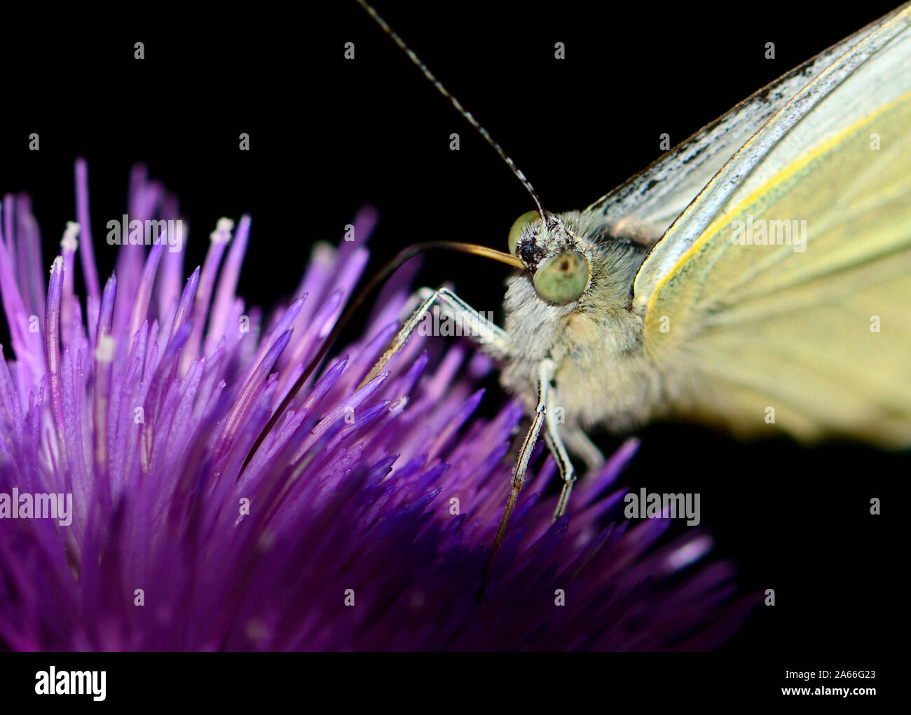 Große weiße Falter (Pieris brassicae) Ernährung auf einer Distel: Detailansicht Stockfoto