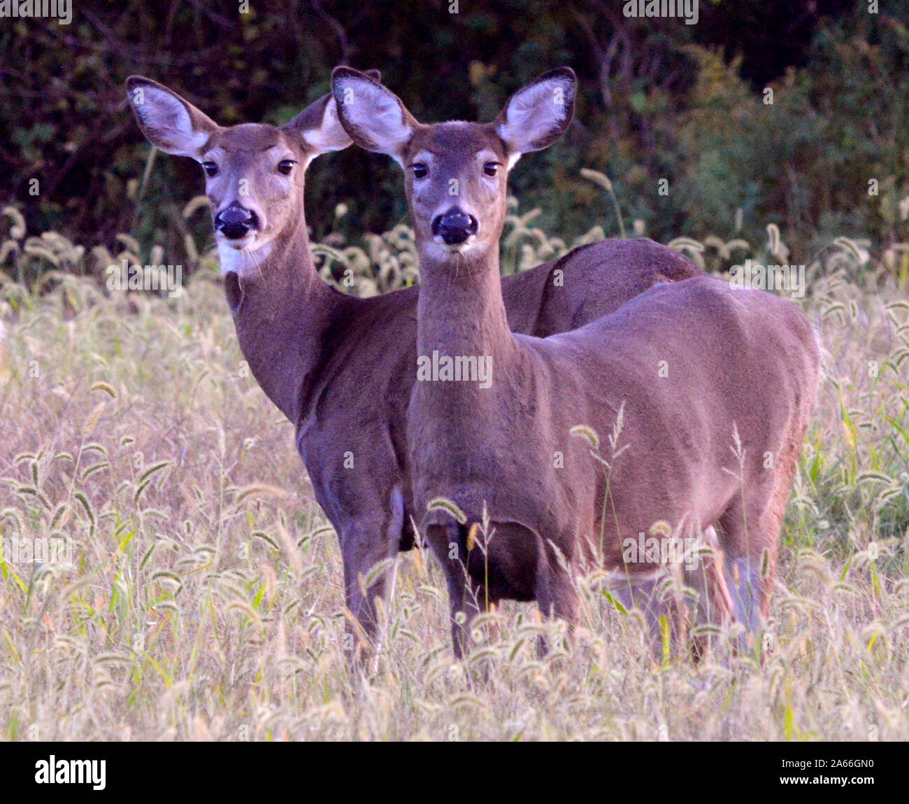 Die beiden doe grasen auf der Weide Okt. 2019 im Süden von Dartmouth Ma USA Foto von Bill belknap Stockfoto