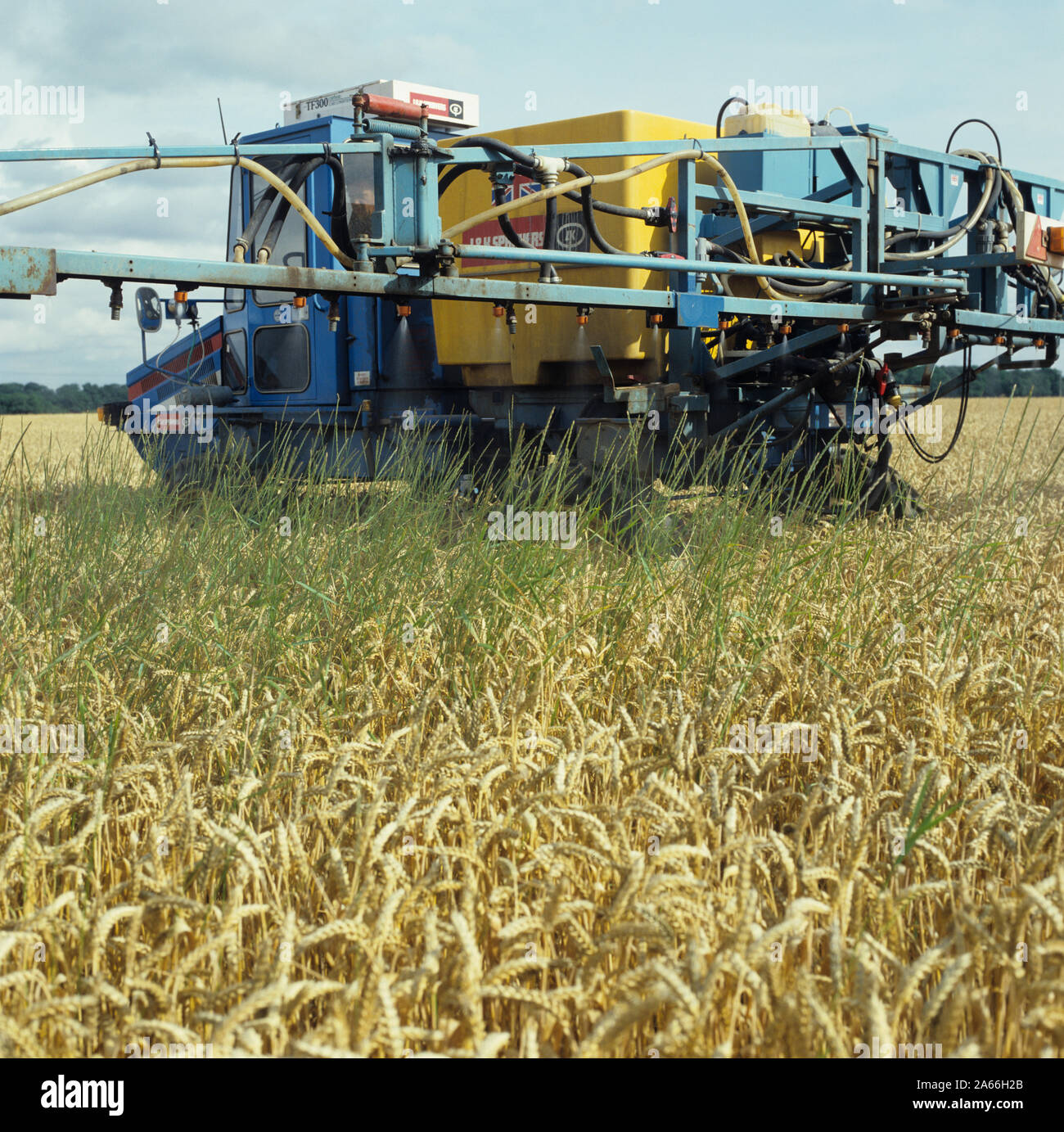 Vor der Ernte gespritzt Glyphosat Herbizid auf der Couch (IAgropyron repens) in einem reifen Weizen Steuerung Stockfoto