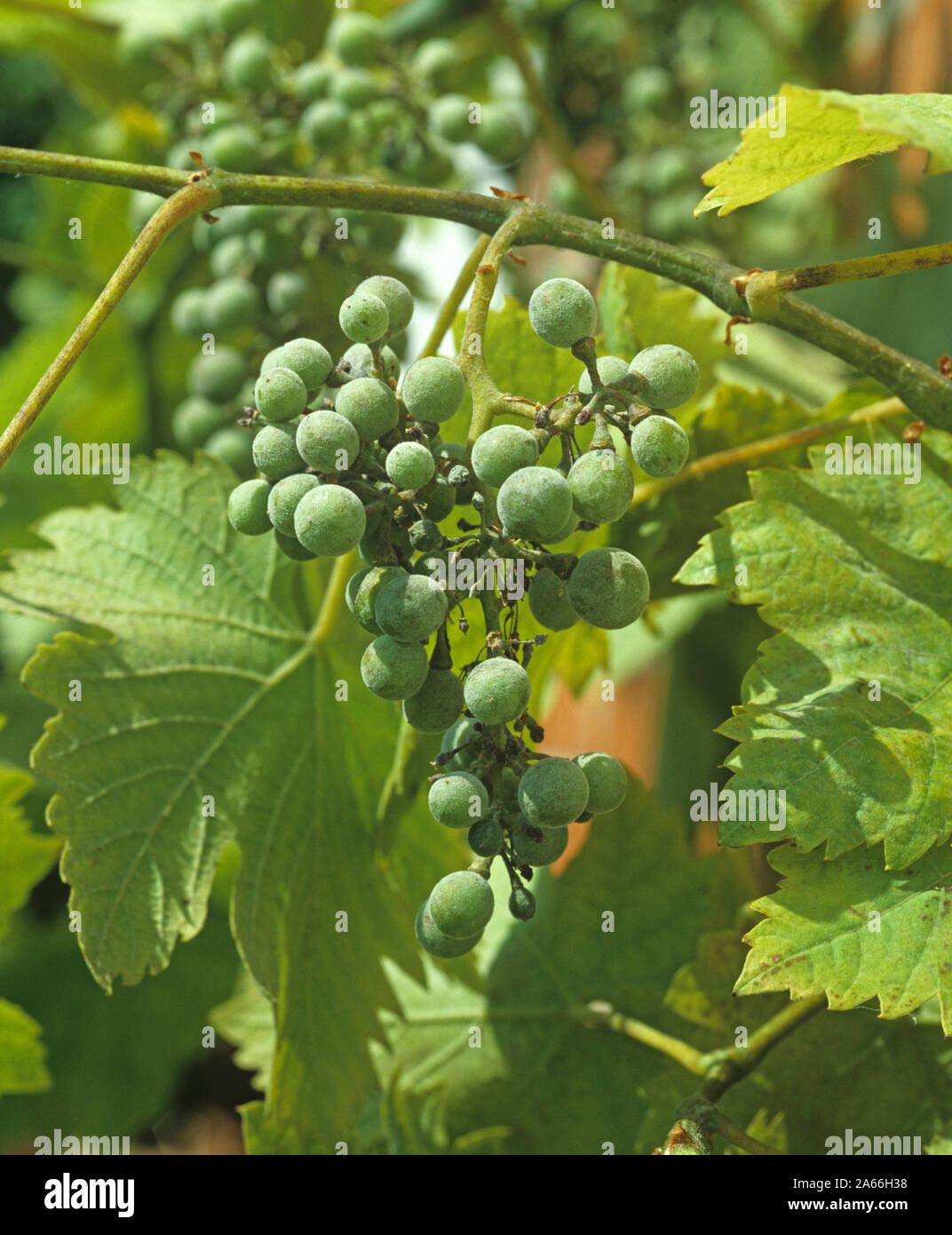 Pulverförmige milew (Uncinula necator) Pilzerkrankung Infektion auf armen Obst auf einer Weinrebe Stockfoto