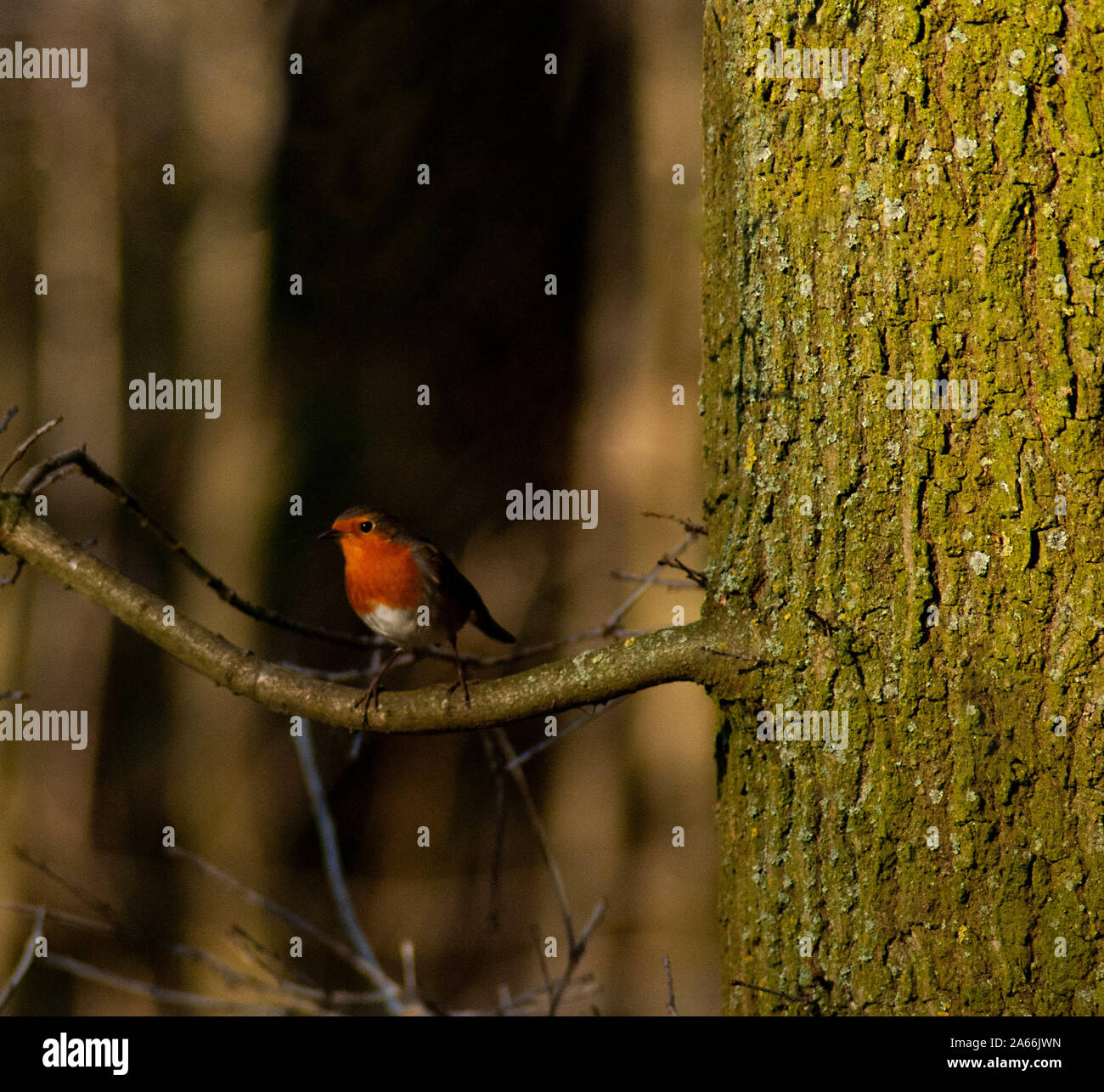 Eulenpapagei Stockfotos Und Bilder Kaufen Alamy