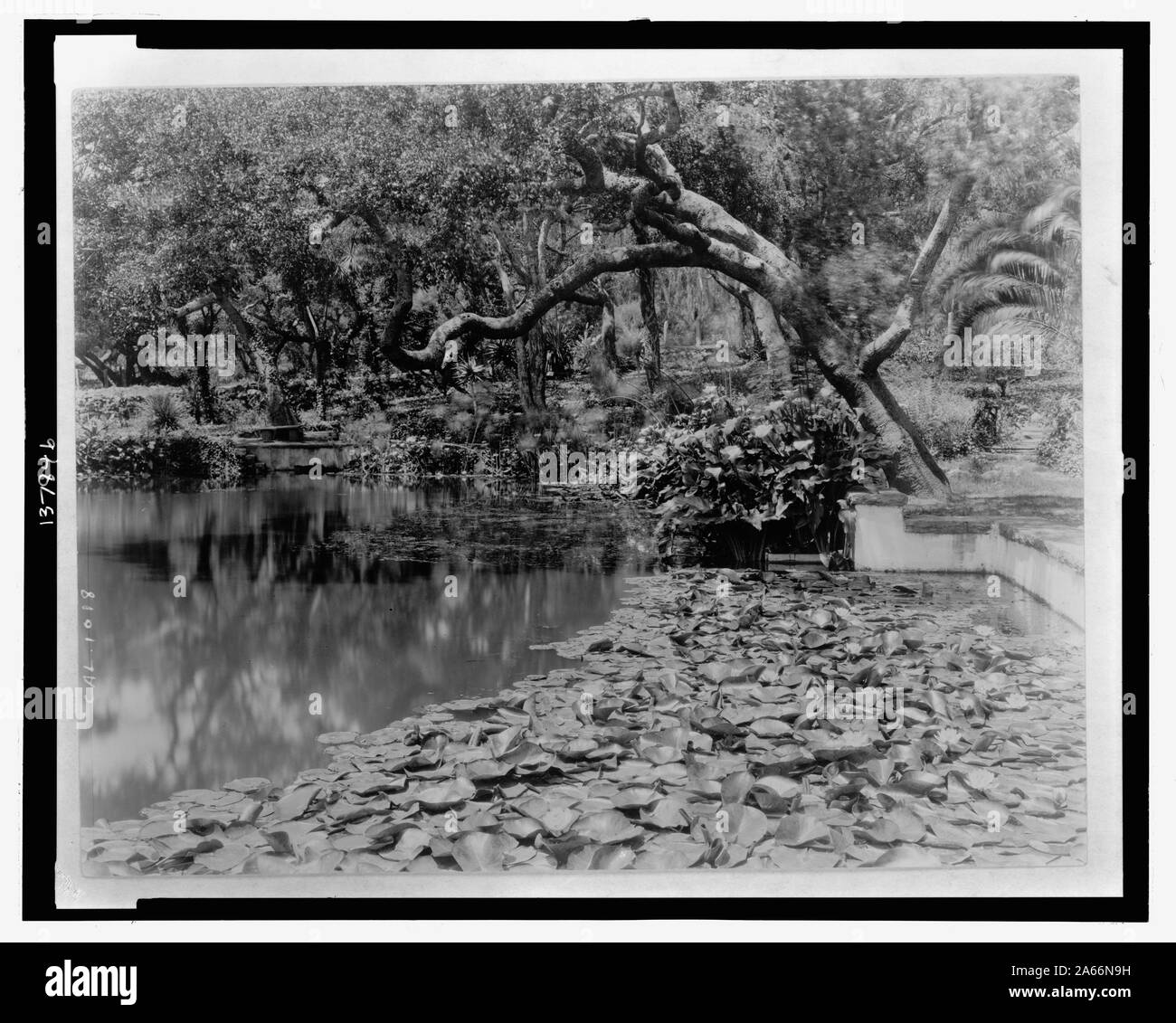Seerosen, calla Lilien und Kalifornien leben Eichen entlang der Kante von einem Teich in der Residenz des Miss Lolita Rüstung, Santa Barbara, Kalifornien wächst Stockfoto