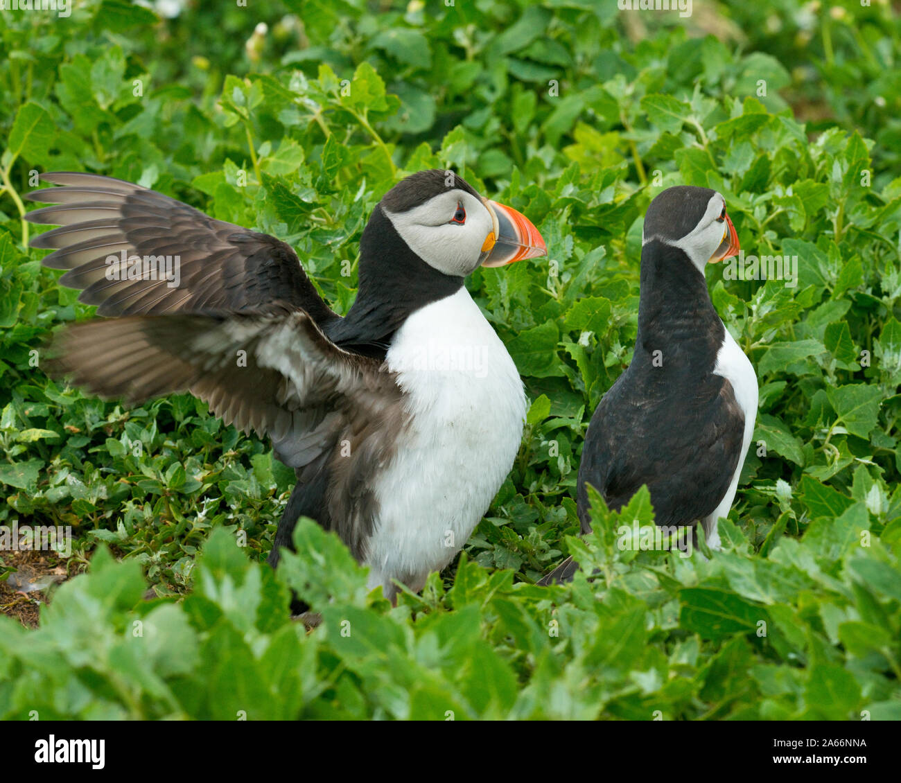 Zwei Papageitaucher (Fratercula artica). Farne Islands, Northumberland, England Stockfoto