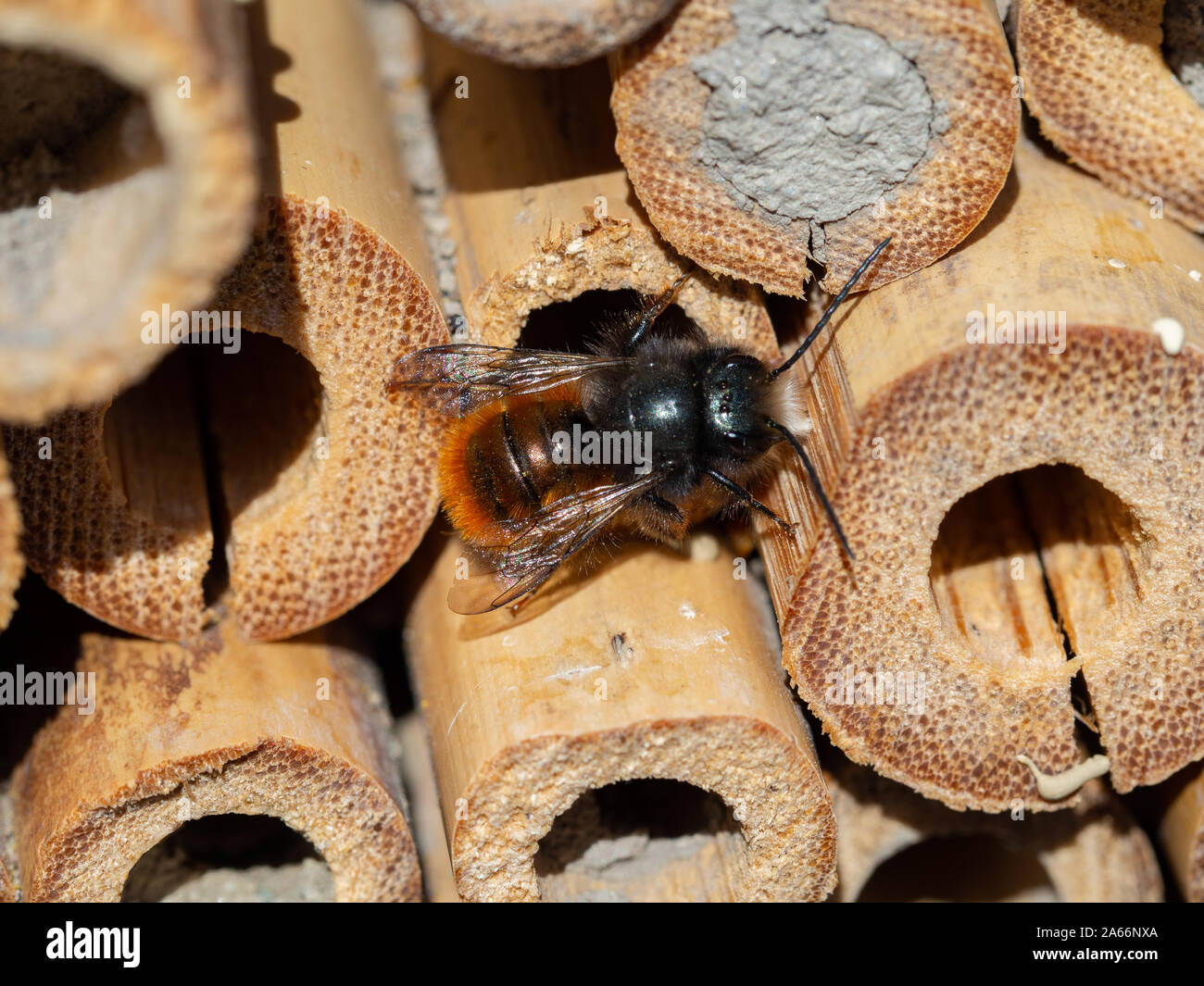 Mason Bees an ein Insekt Hotel im Frühjahr Stockfoto