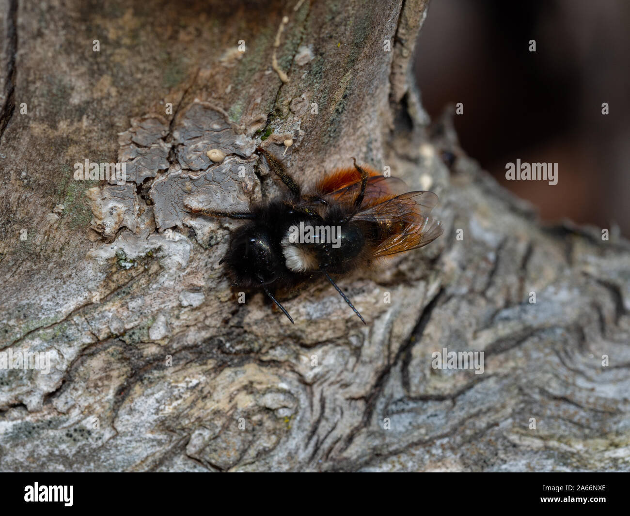 Paarungszeit der Mason bee im Frühling Stockfoto
