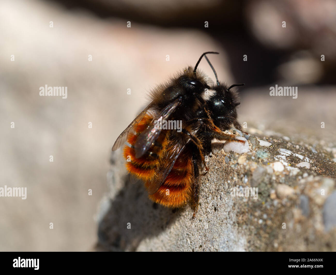Paarungszeit der Mason bee im Frühling Stockfoto