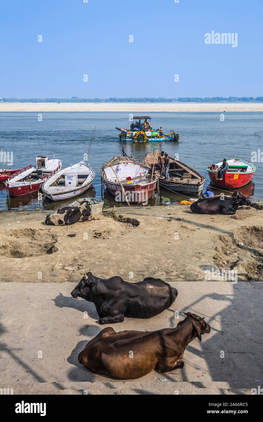 Indien, Uttar Pradesh, Varanasi, Kühe sittingon Ufer des Ganges Stockfoto