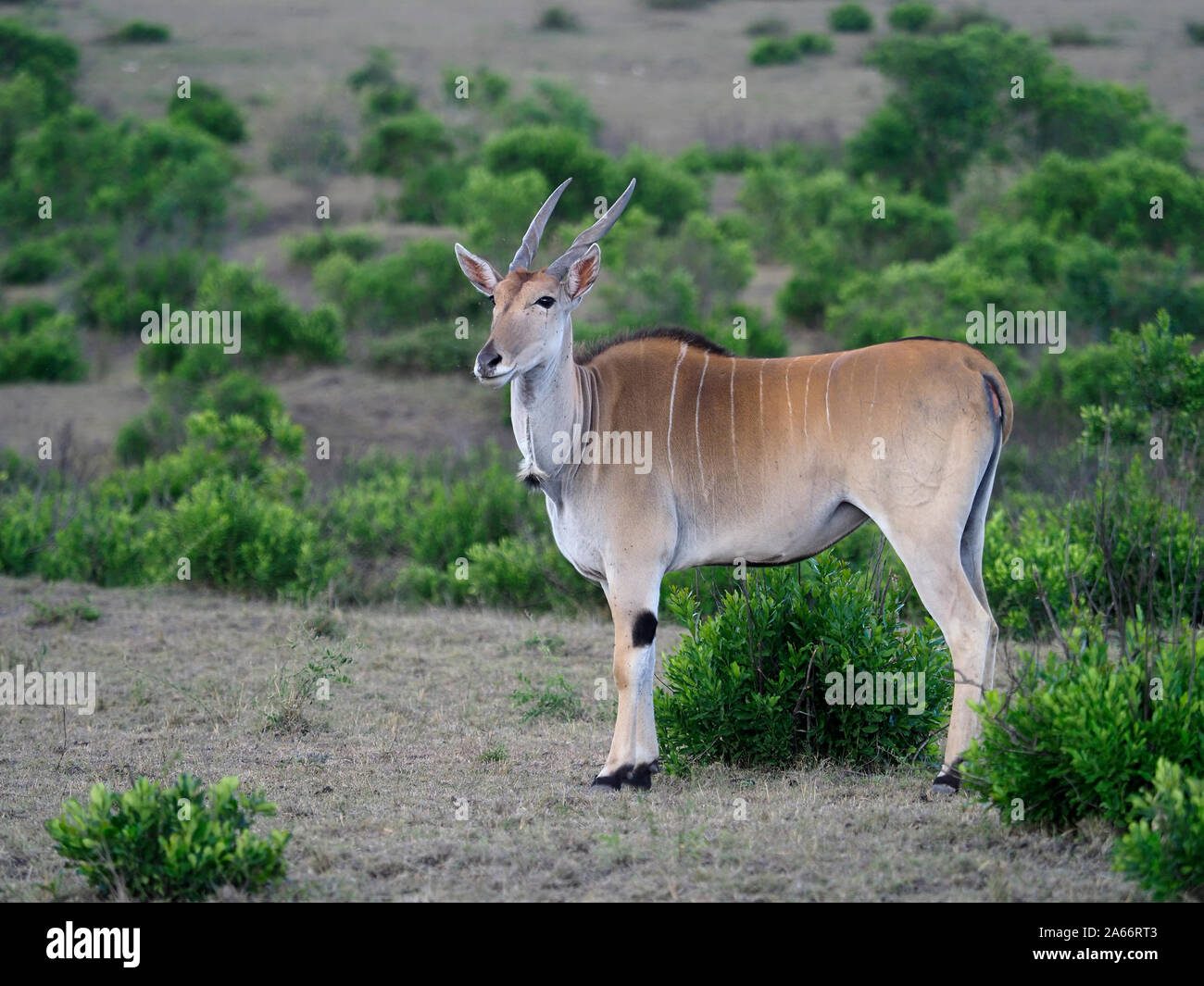 Gemeinsame eland, taurotragus Oryx, einem Säugetier, Kenia, September 2019 Stockfoto