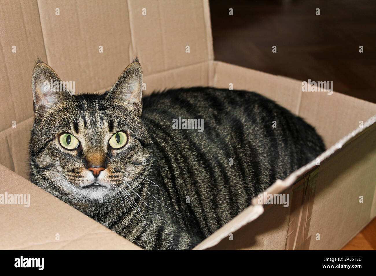 Eine Katze in eine Kiste oder ein Paket. Katzen lieben Verpackung  Stockfotografie - Alamy