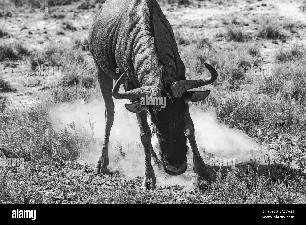 Tierwelt im Etosha National Park, Namibia, Afrika Stockfoto