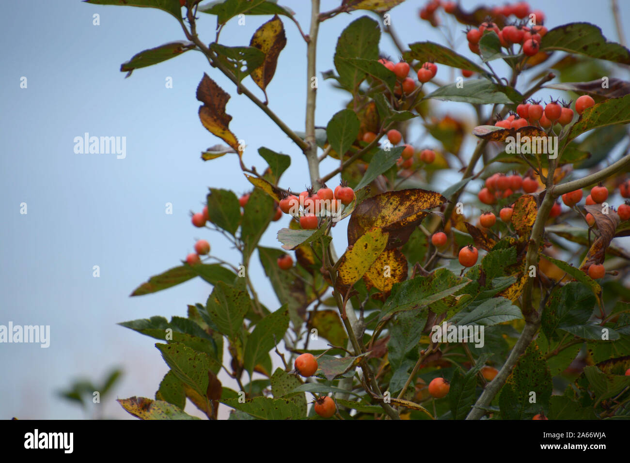Holzbär Bush im Herbst mit orangen Beeren, holzbär oder firethorn Pflanze mit leuchtend orange-roten Beeren gegen den blauen Himmel Stockfoto