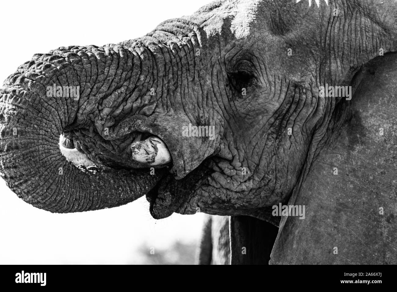 Elefant im Etosha Nationalpark in Namibia, Afrika Stockfoto