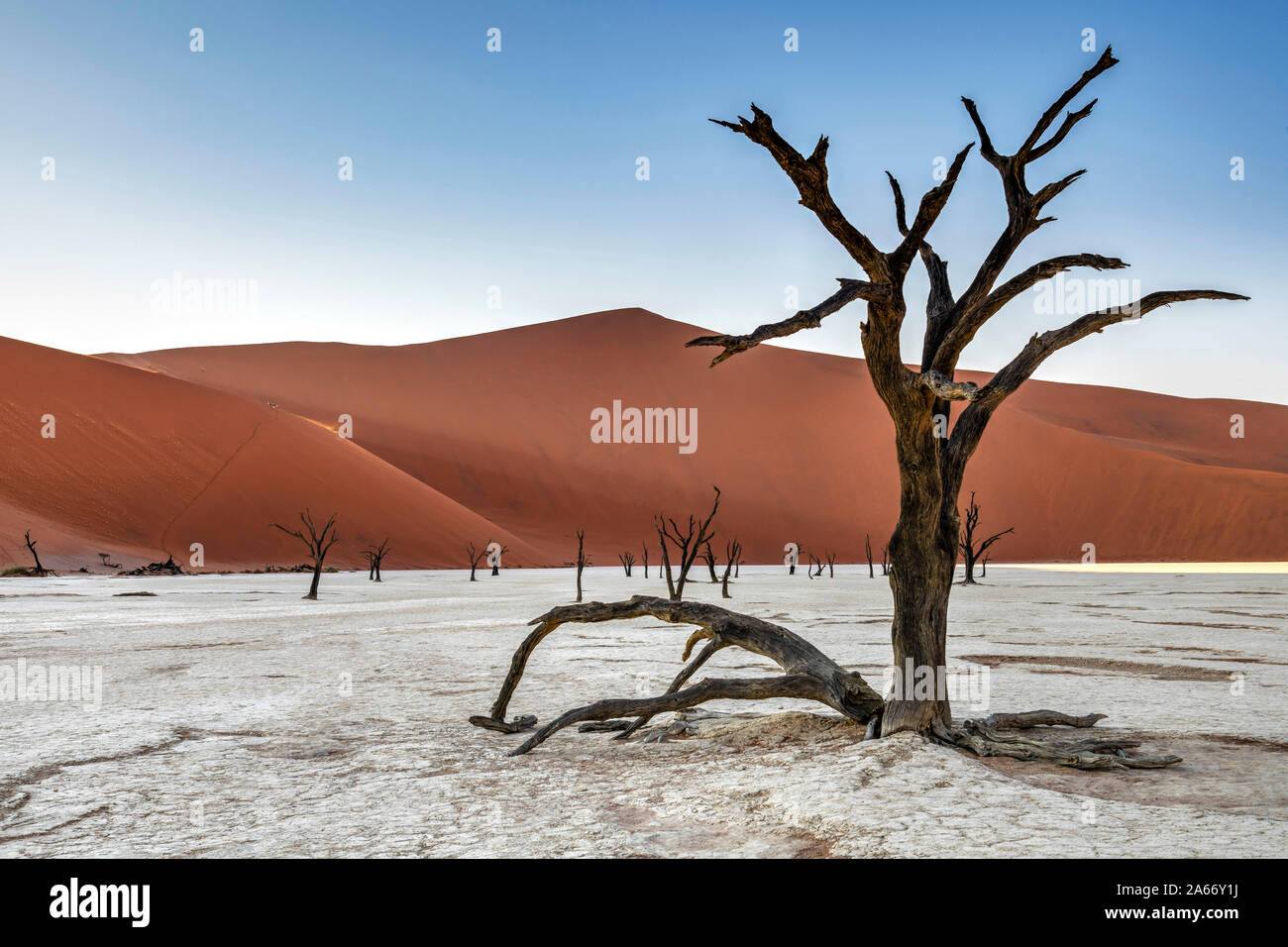 Alte abgestorbene Bäume mit Big Daddy Düne hinter, Deadvlei, Namib-Naukluft-Nationalpark, Sesriem, Namibia Stockfoto