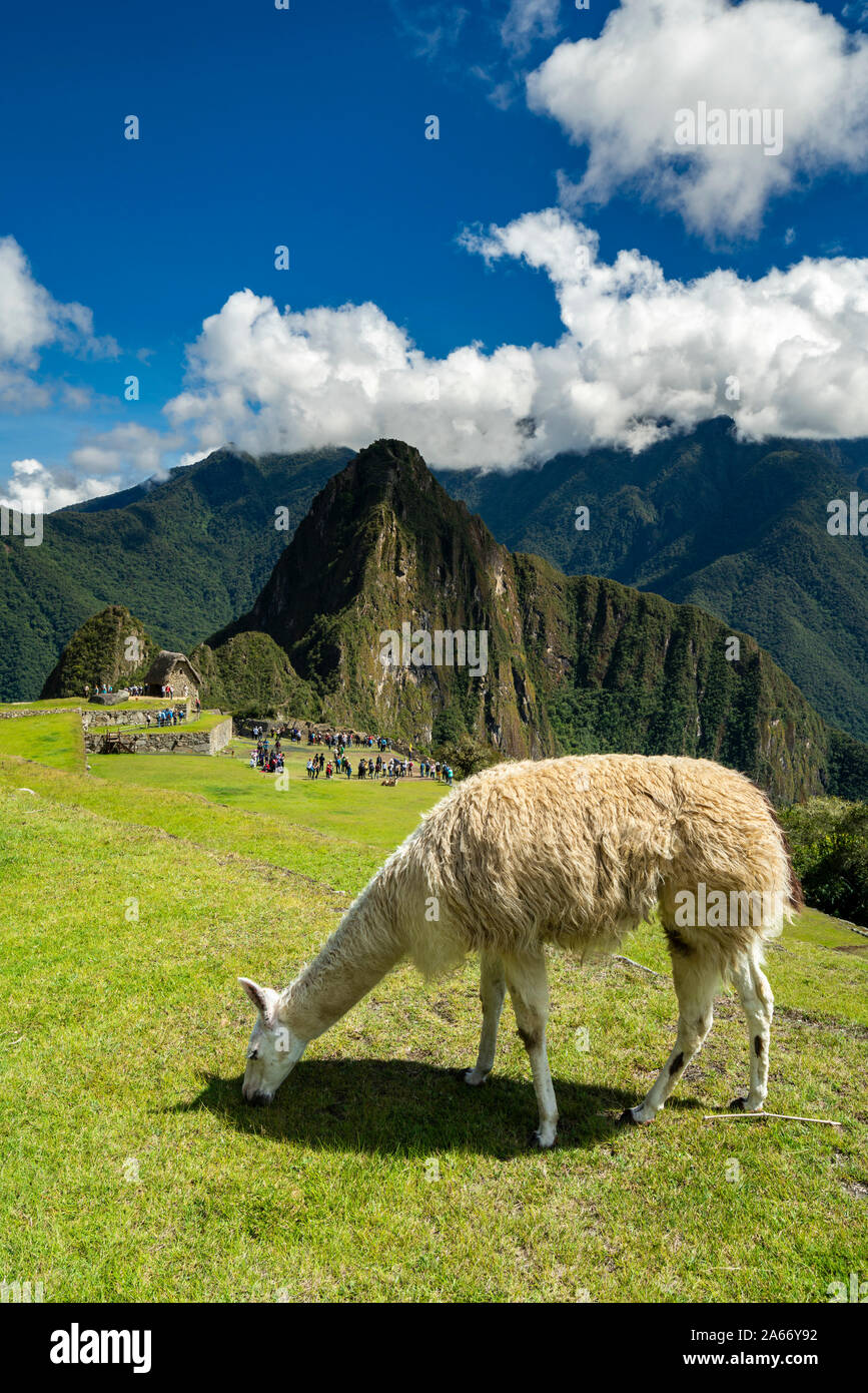 Llama Beweidung auf historischen Inka Machu Picchu auf dem Berg in den Anden, Cusco Region, Peru Stockfoto