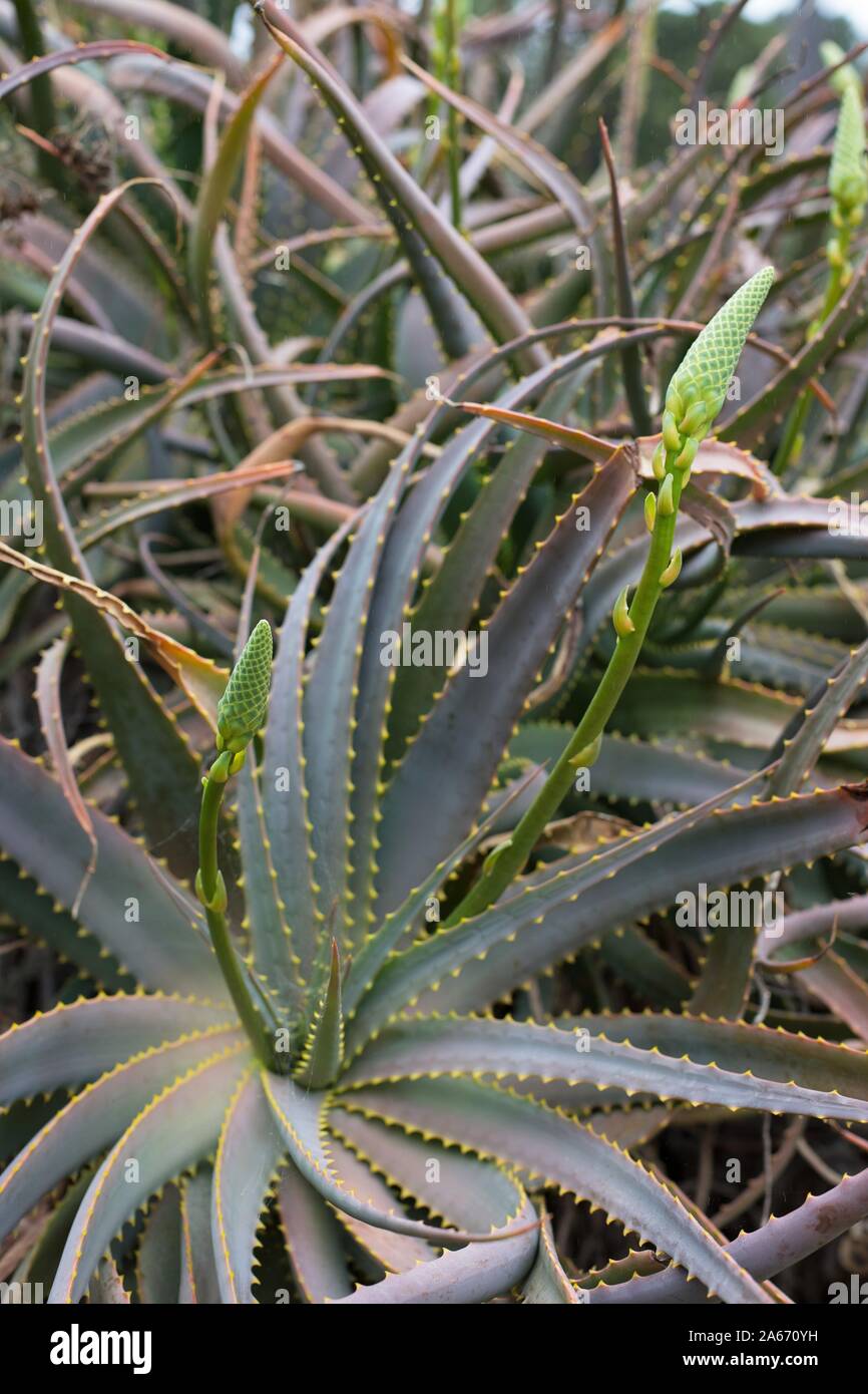 100 aloe vera shampoo Aloe Vera Shampoo main image 0