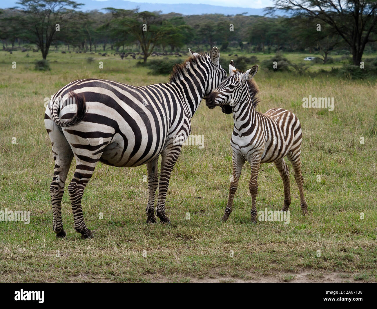 Zuschüsse Zebra, Equus quagga boehmi, Weibchen mit Jungen, Kenia, September 2019 Stockfoto