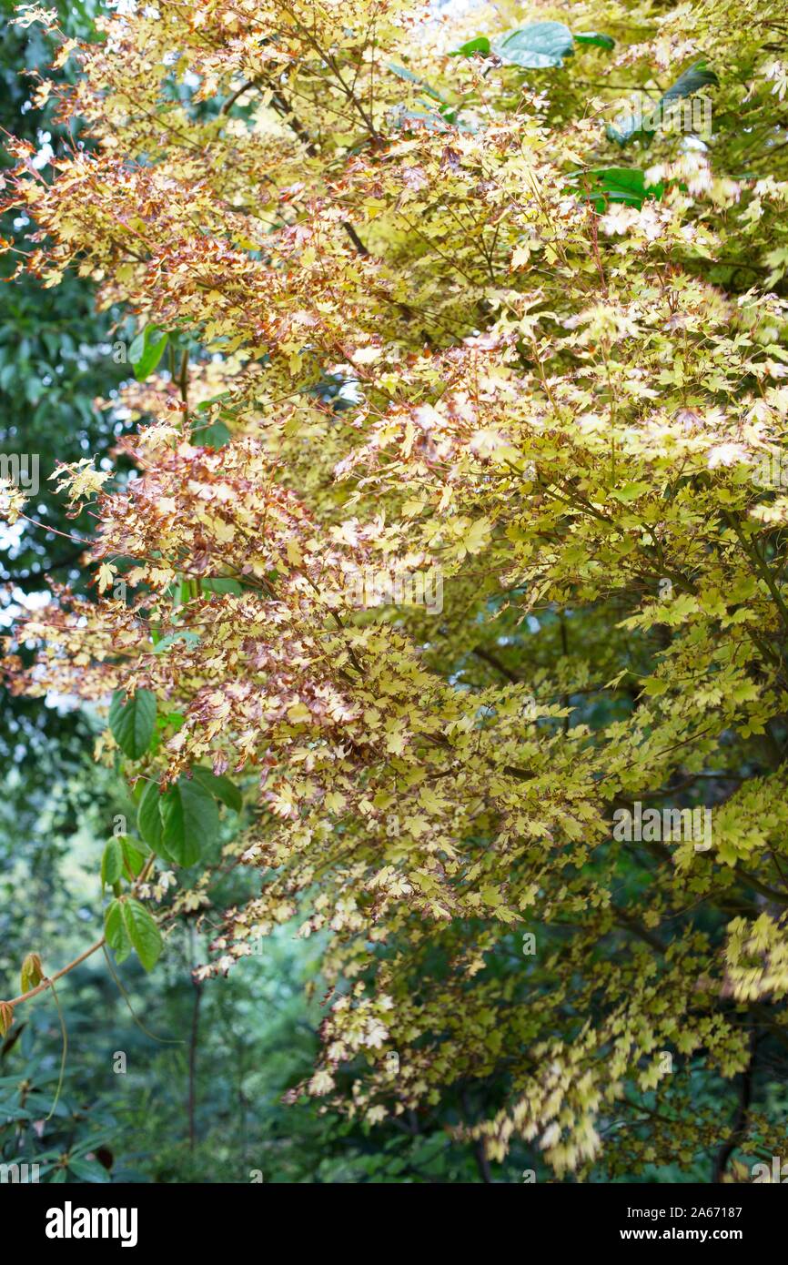 Acer palmatum ango Kaku' - Coral Rinde Ahorn. Stockfoto