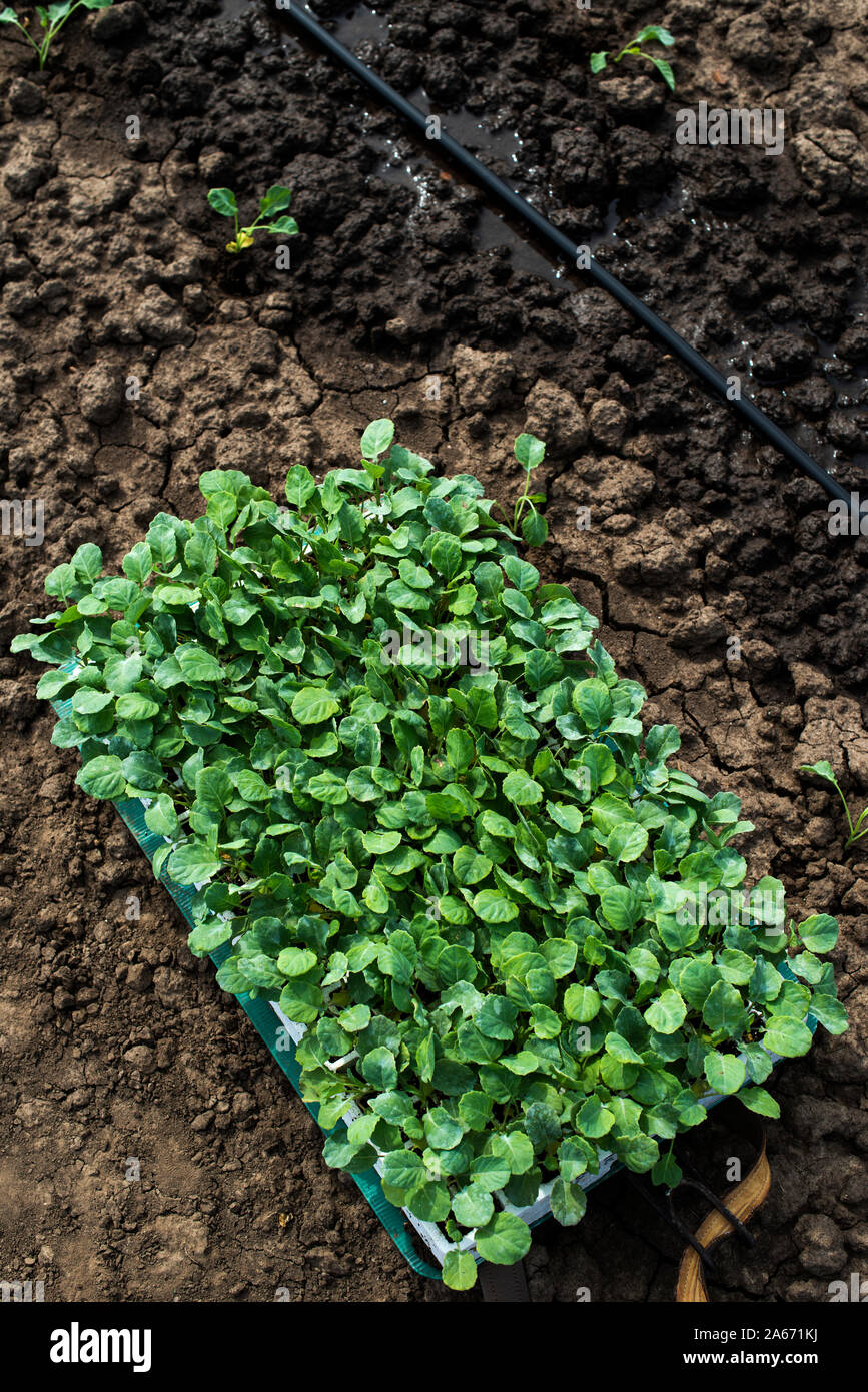 Die Sämlinge in Kisten auf der Landwirtschaft Land. Anpflanzung neuer Pflanzen im Boden. Große Plantage. Das Einpflanzen von Brokkoli in der industriellen Landwirtschaft. Stockfoto