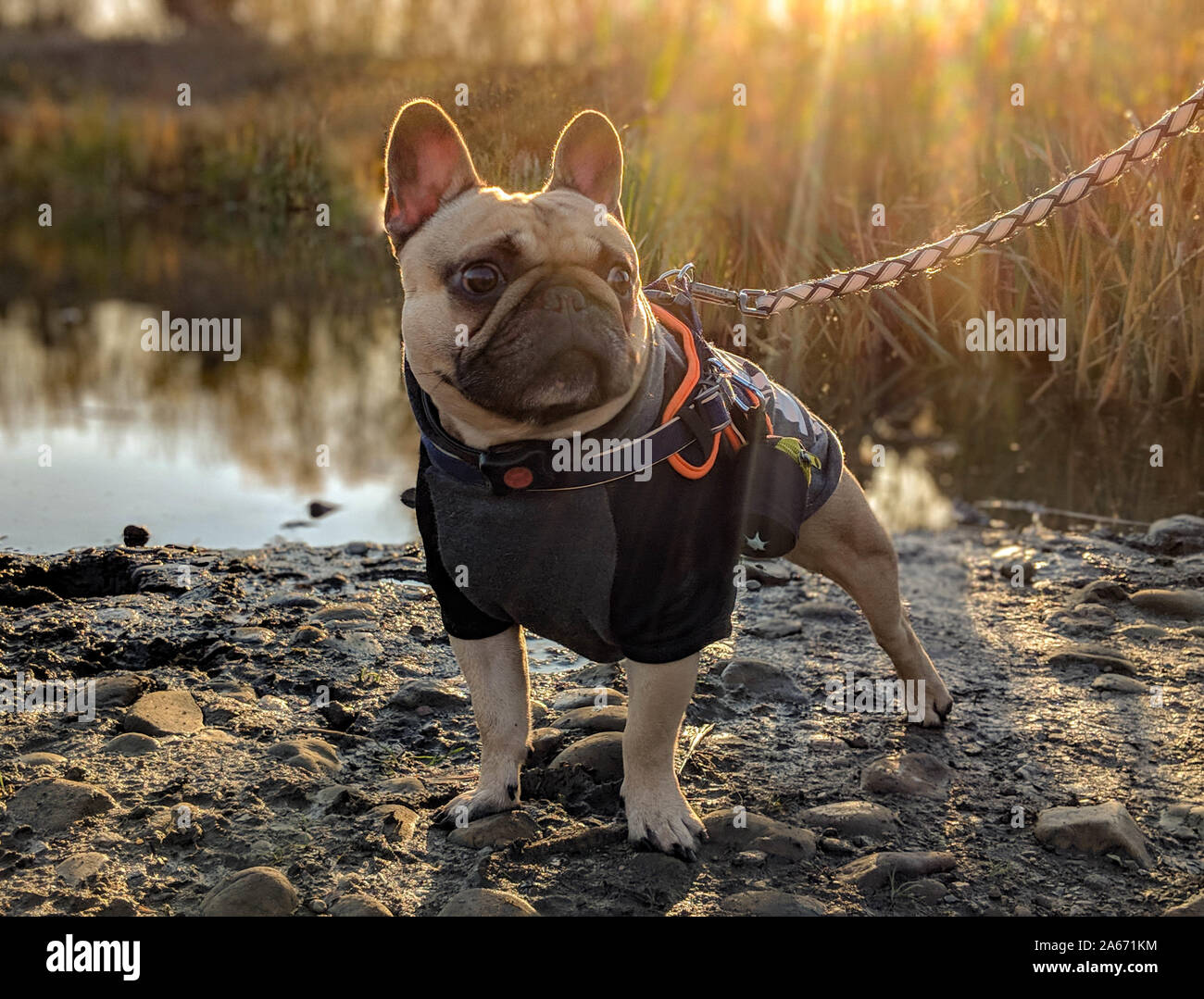 Süße französische Bulldogge Hund im Wappen Jumper bei Sonnenuntergang Stockfoto