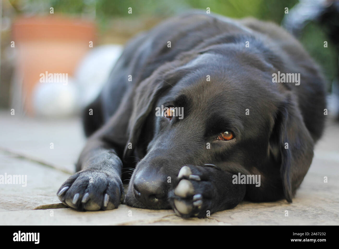 Schwarzer Labrador Hund zur Festlegung im Garten traurigen Augen Stockfoto