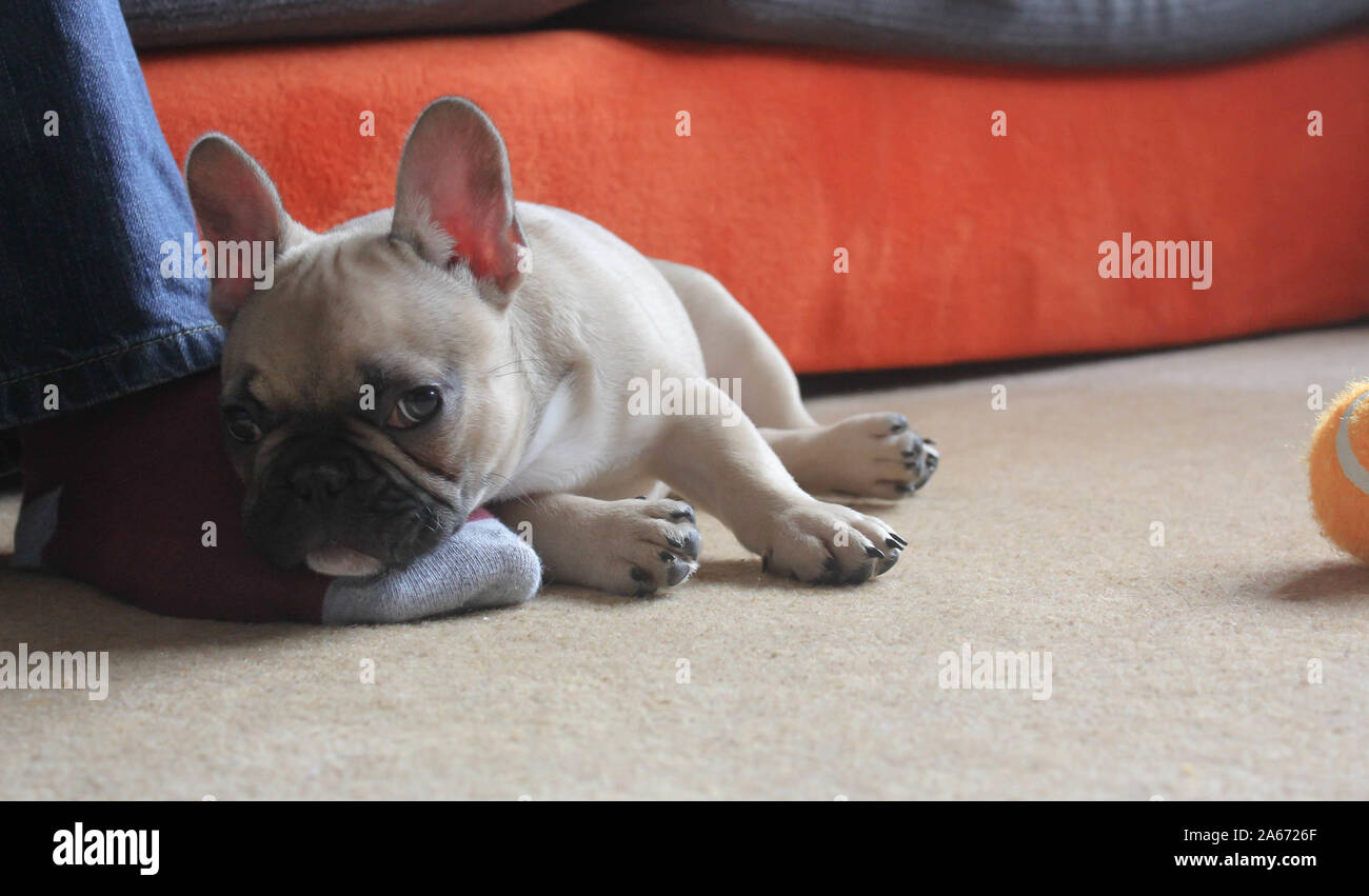 Süße französische Bulldogge Welpen zur Festlegung auf Besitzer Fuß auf Wohnzimmer Teppich Stockfoto