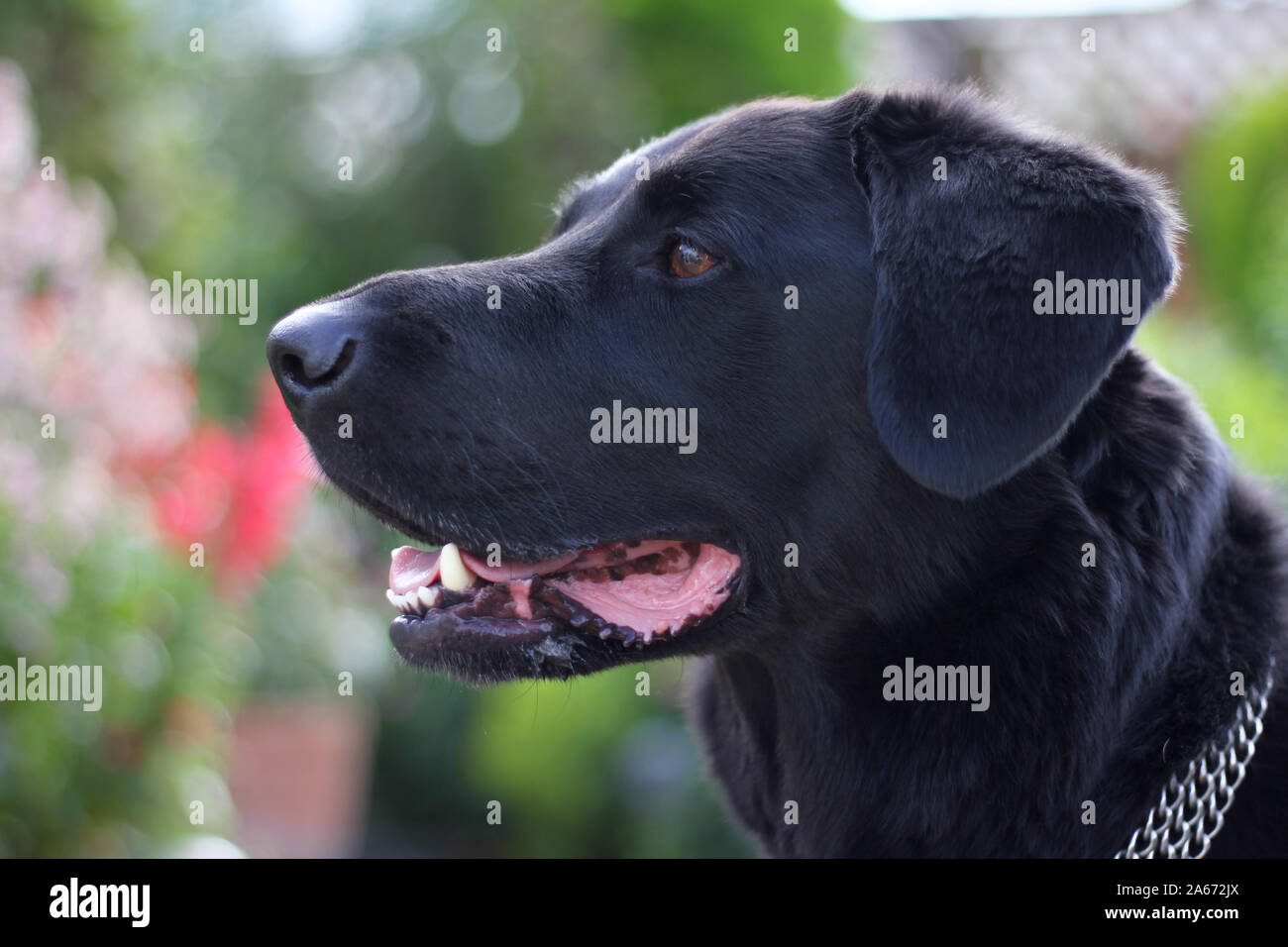 In der Nähe von schwarzen Labrador collie im Garten Stockfoto