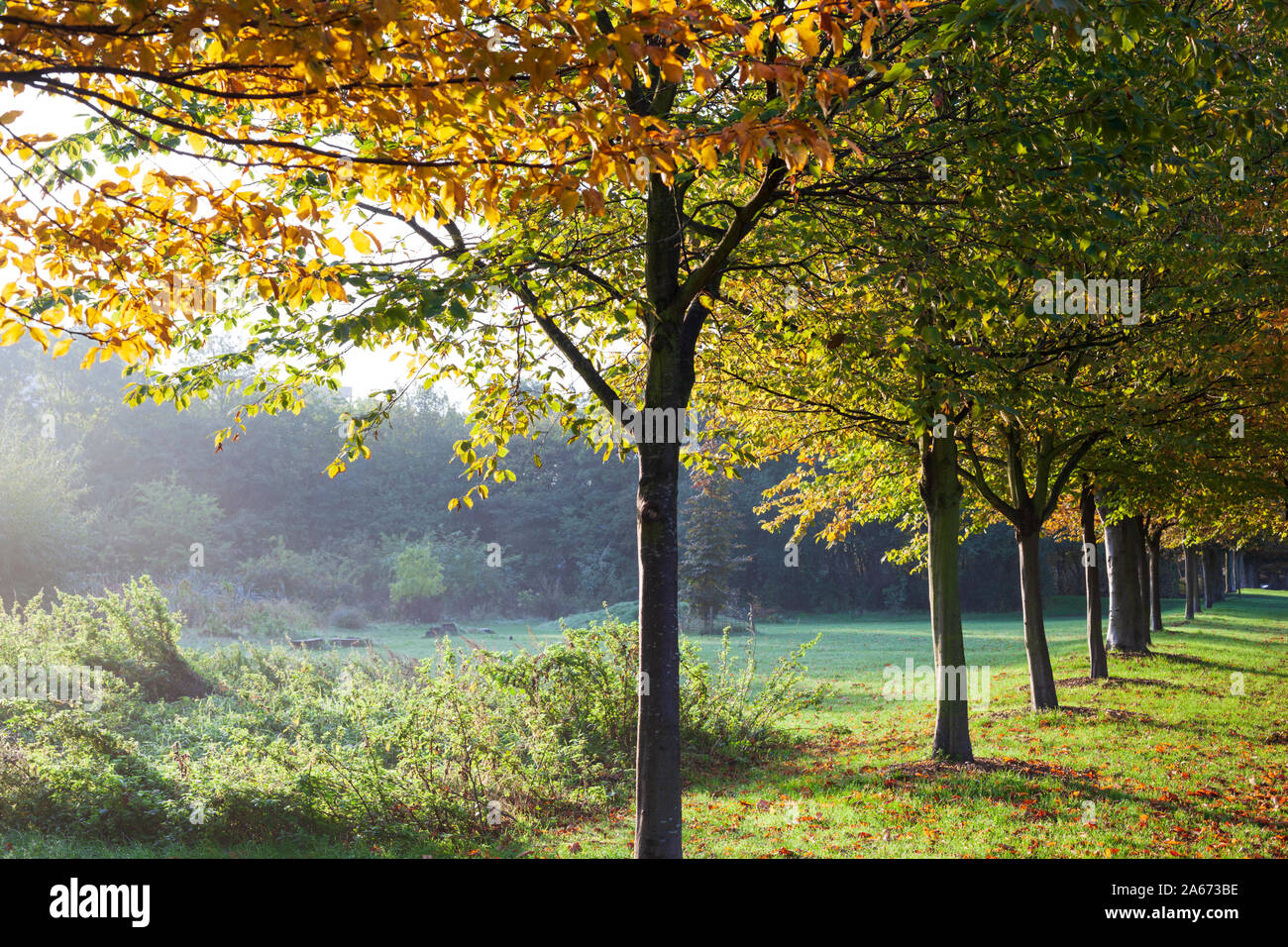 Zeile der herbstlichen Bäume in Angaben zum Park, Hackney, East London, London, England, Vereinigtes Königreich, Europa Stockfoto