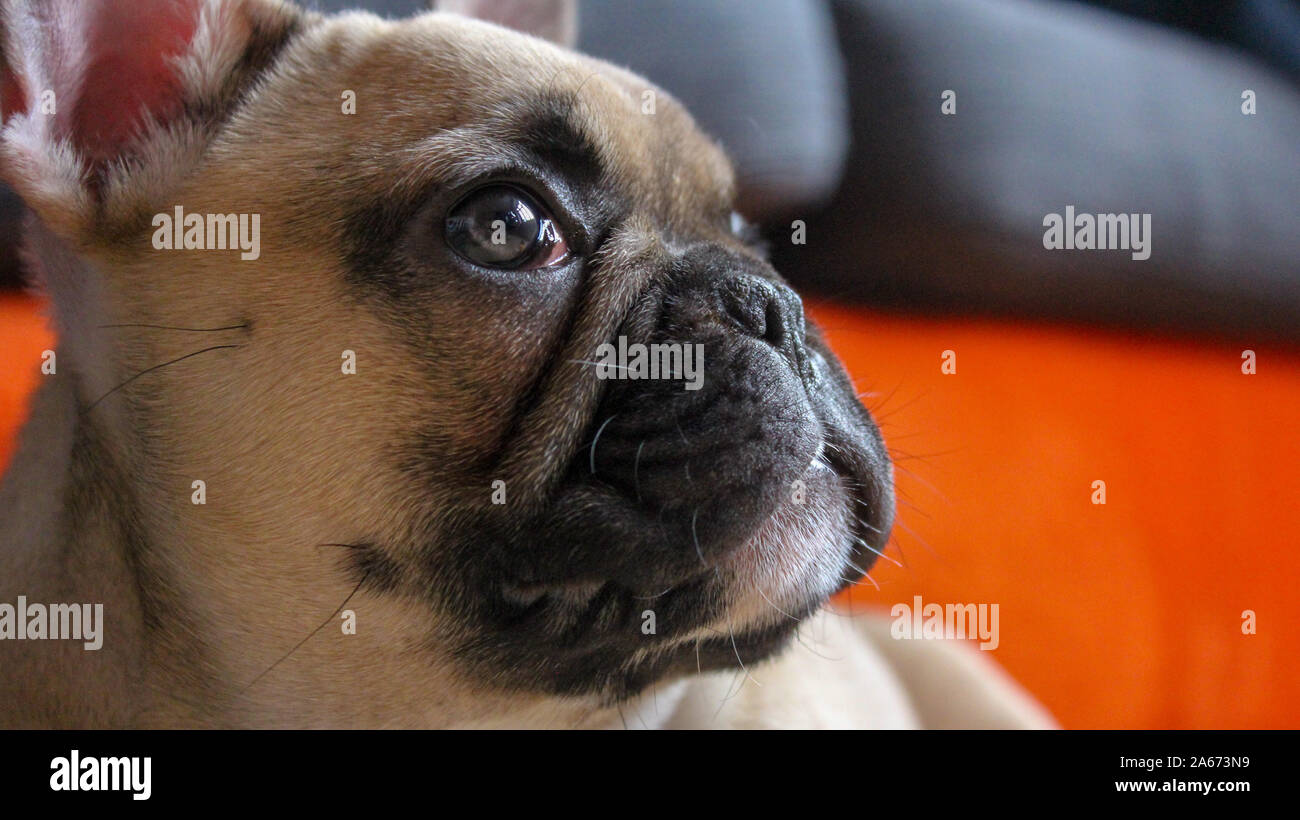 Nahaufnahme von Französisch Bulldog Welpen Stockfoto