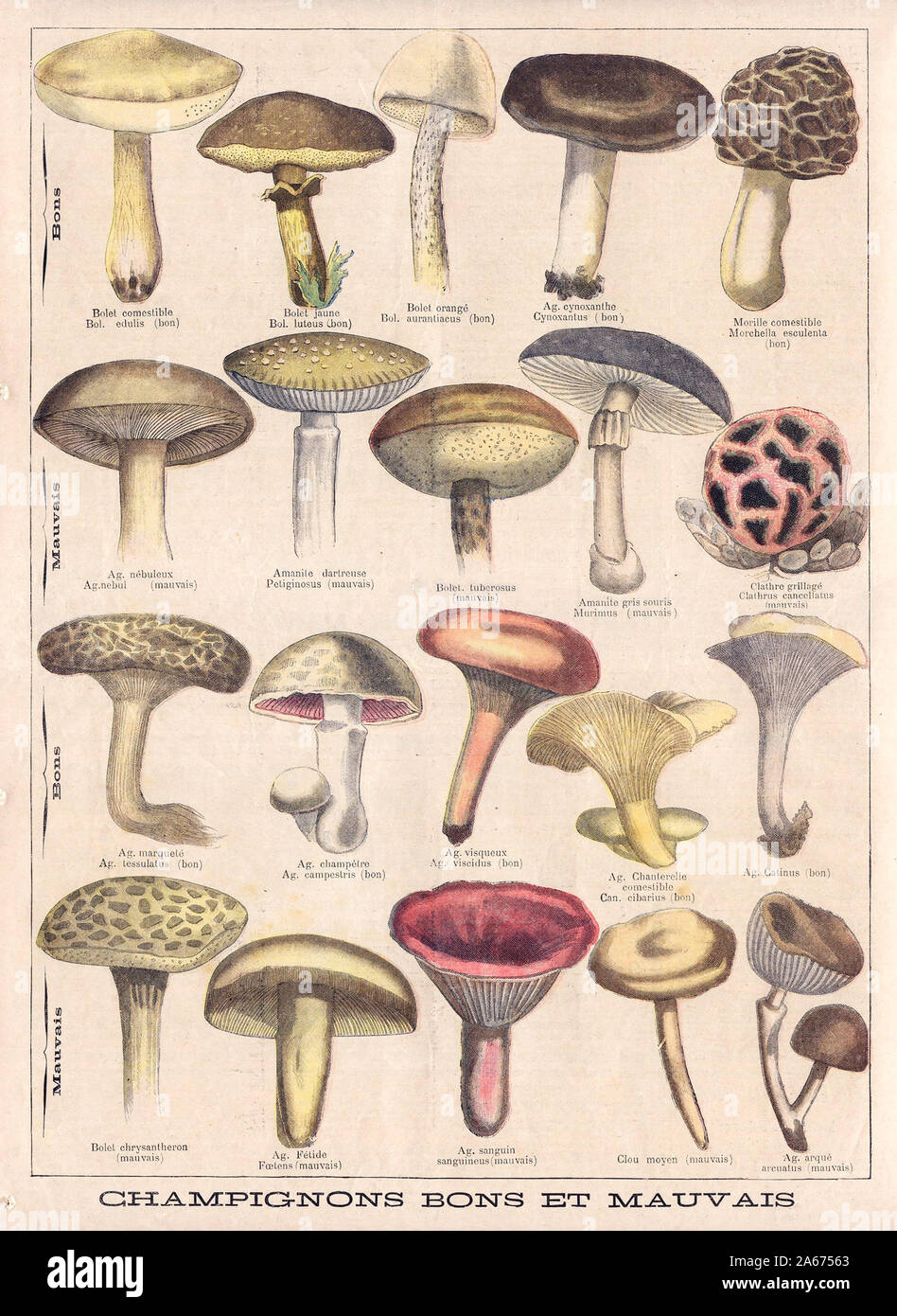 Bolet genießbaren Bol. (Bon) g. Inarquelé Ag. lessulatus (bon) Bolet chrysantheron (mauvais) Bolet Bol. Luteus Ibon) Bol.Bolet, orangé Aurantiacus (bon) (mauvais) Ag. visqueux Ag. visci (lus (bon) Ag. cynoxanthe Cynoxantus (bon Amanite gris Souris (Ag. Chanterelle genießbaren Cibarius (bon) Morille genießbaren canccllatus Ag. Calinus (bon) arqué (mauvais) g. Ag. campeslris (bon) g. (Fétide mauvais) AG. sanguin sanguineus (mauvais) BONSClou Moyen (mauvais) - In "Le Petit Journal" Französische illustrierte Zeitung Stockfoto