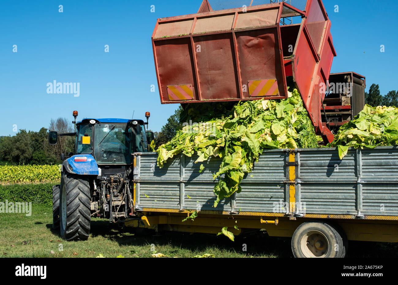 Laden von tabakblättern am Fahrzeug. Ernte und Transport Tabakblätter aus Plantage. Sonnenlicht. Stockfoto