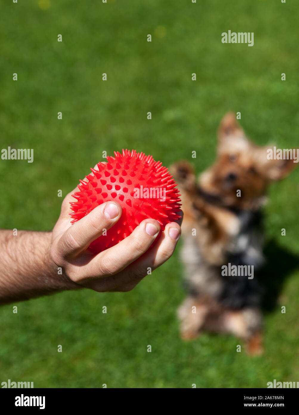 Den Ball in die Hände. Ein ausgebildeter Hund fragen für einen Ball vor dem hintergrund der grünen Gras. Stockfoto
