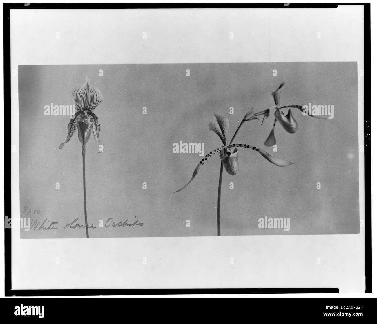 Weiße Haus Orchideen Stockfoto