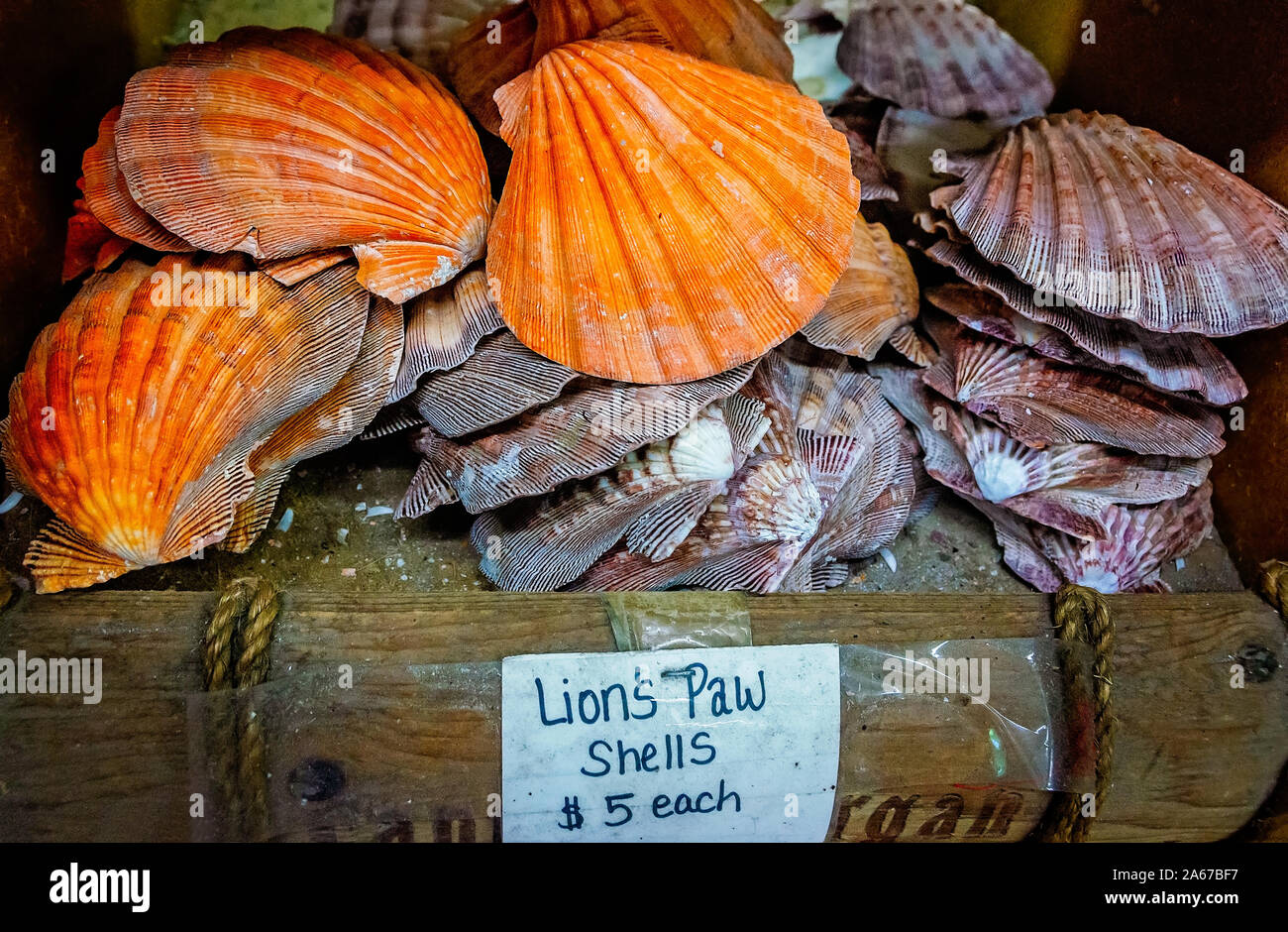 Lion's Paw Muscheln sind in einer Box angehäuft, Oktober 6, 2019, in Apalachicola, Florida. Stockfoto