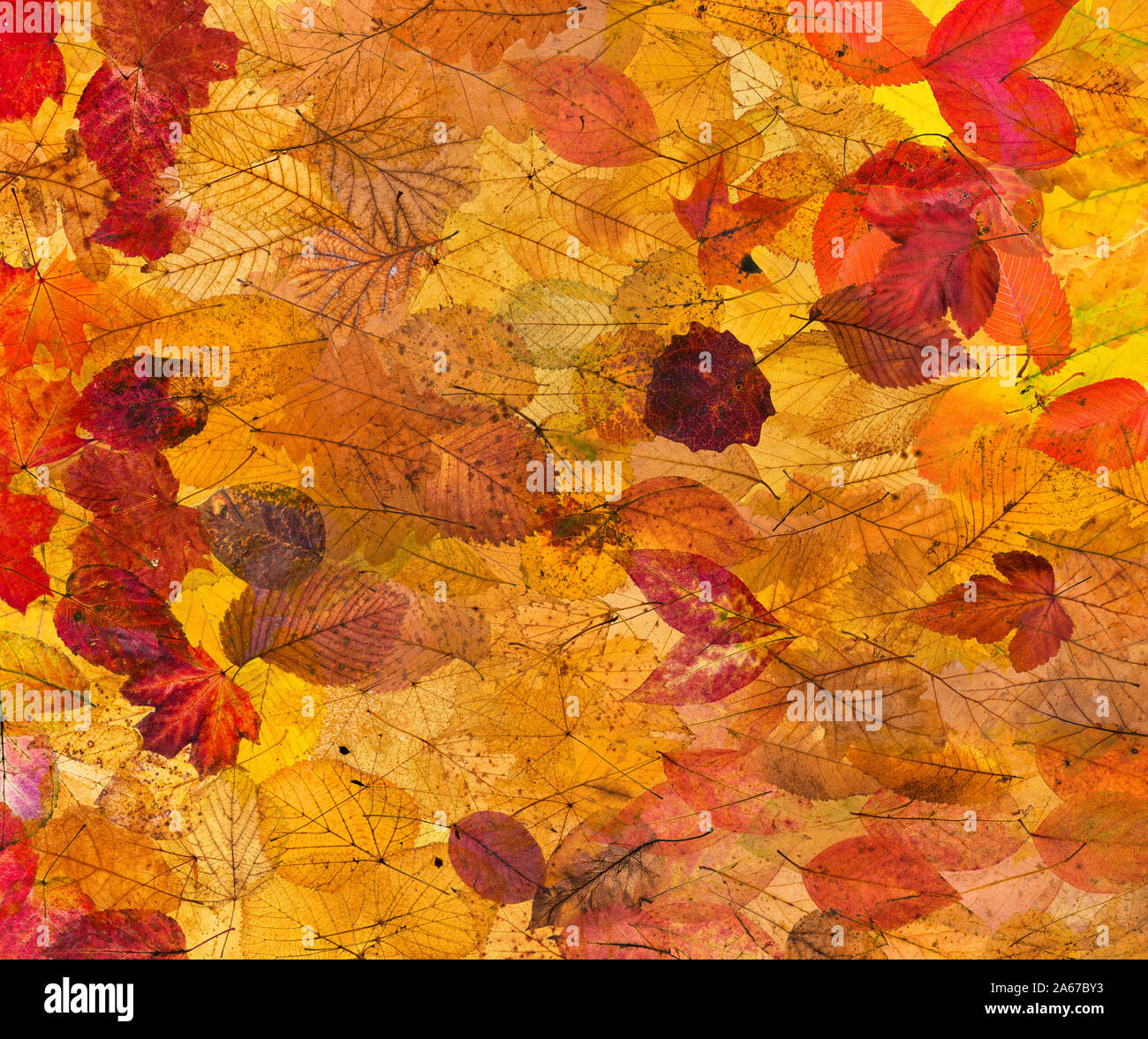 Collage aus vielen natürlichen Herbst Blätter Hintergrund von gefallenen Blätter mit Hintergrundbeleuchtung Stockfoto