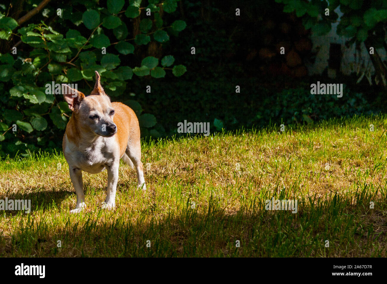 Porträts der Rassehunde, Chihuahua Jack Russel, Garten in Neuwied Stockfoto