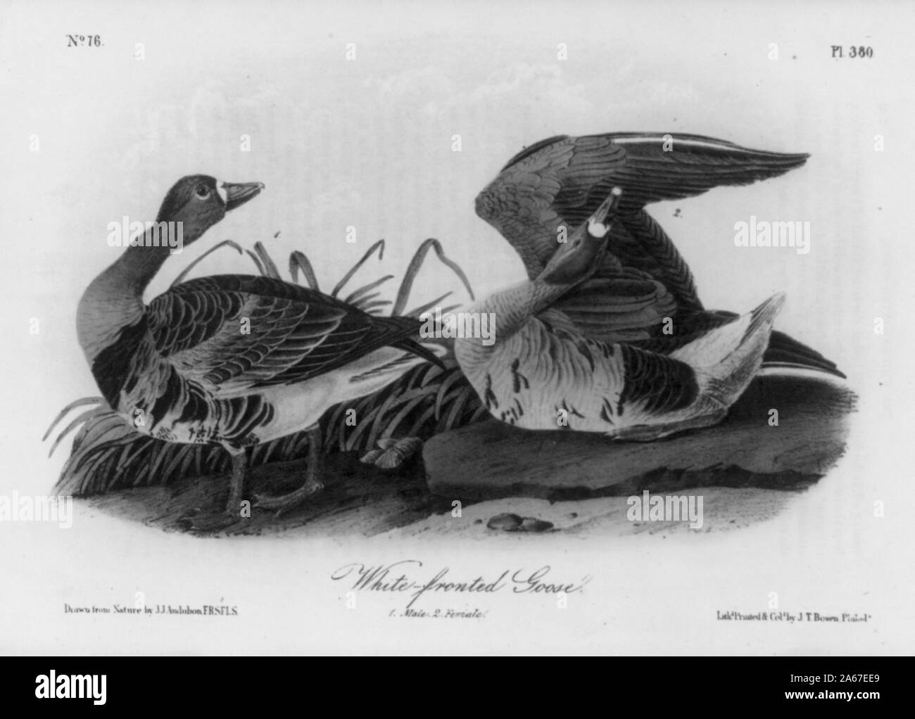 Weiß – Anser Gans Stockfoto