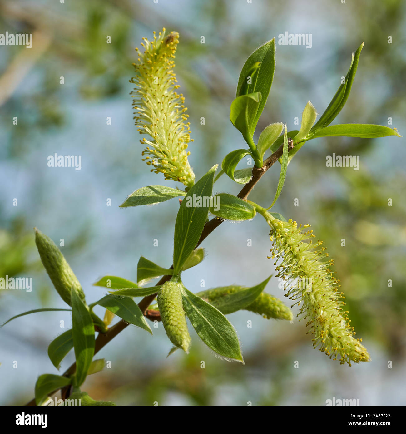 Blätter und Blütenstände einer weiße Weide (Salix alba) im Frühjahr an einem See Stockfoto