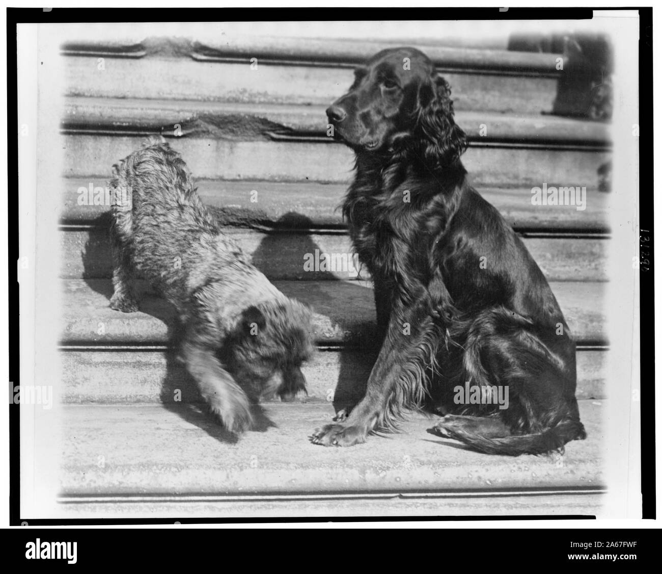 Whoopie und Englehurst Gillette zwei des Weißen Hauses Hunde mit Robert R. Robinson Stockfoto