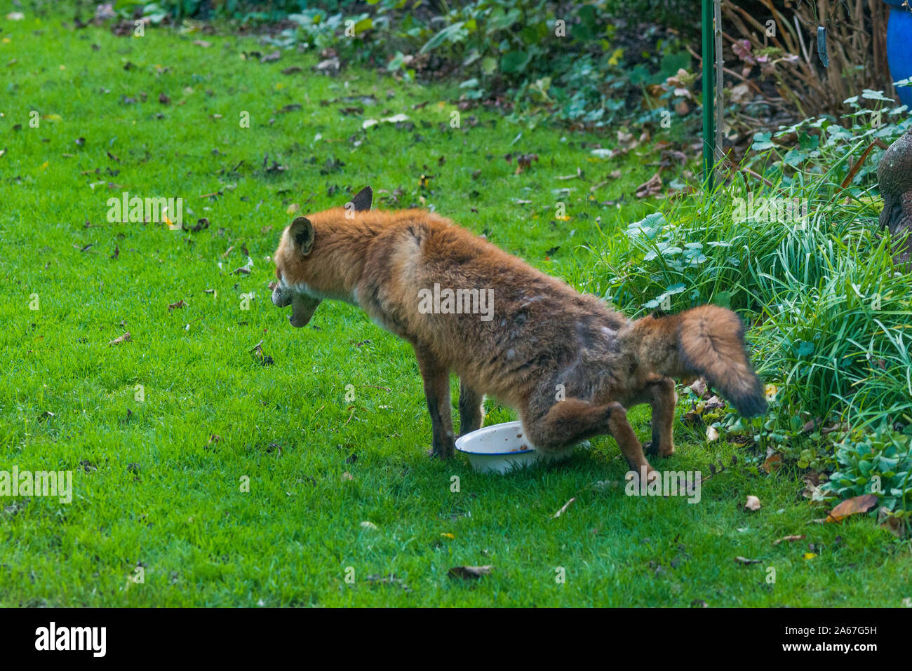 Red Fox [Vulpes vulpes] Duft Kennzeichnung Futternapf. Einige Patches von Räude. London, Großbritannien. Stockfoto
